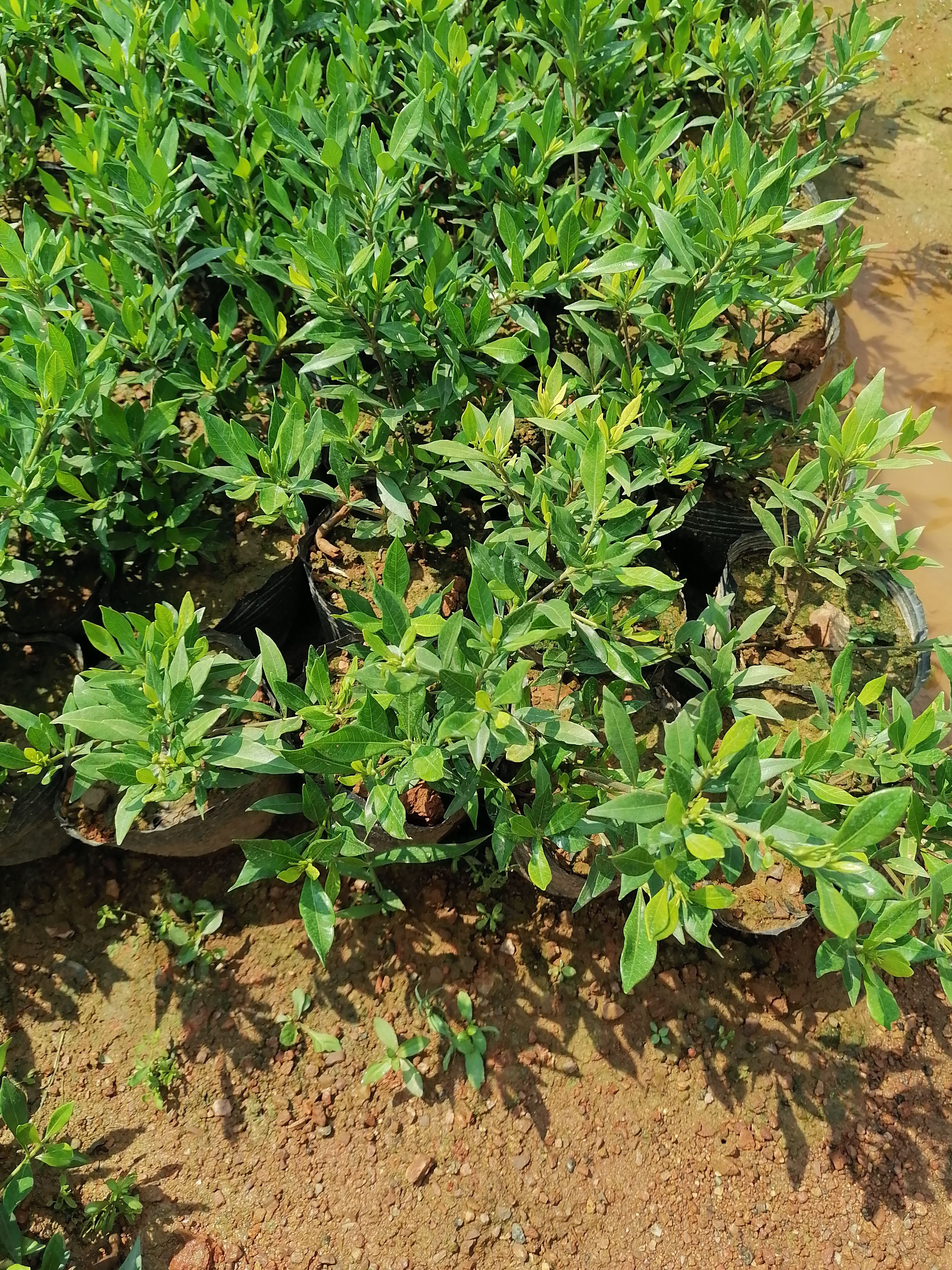  农户直供 杜鹃杯苗 杜鹃小苗 杜鹃地苗 基地批发 量大价优