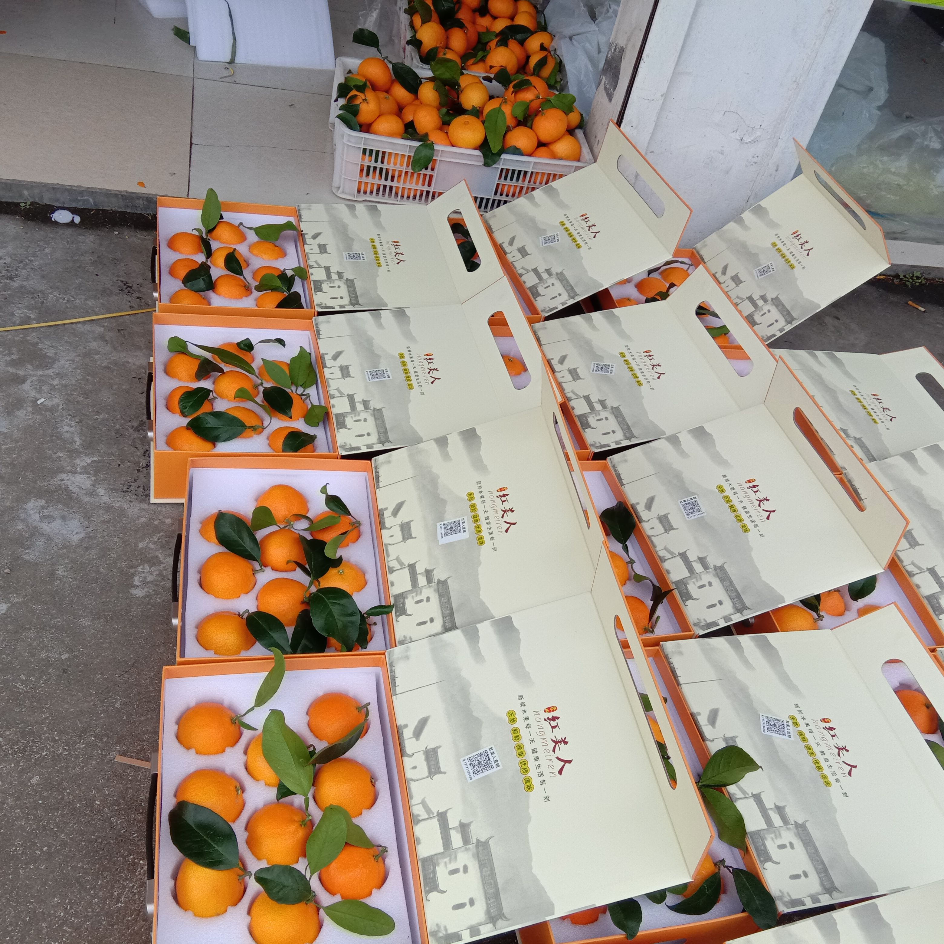 红美人柑桔 浙江省宁波市象山县