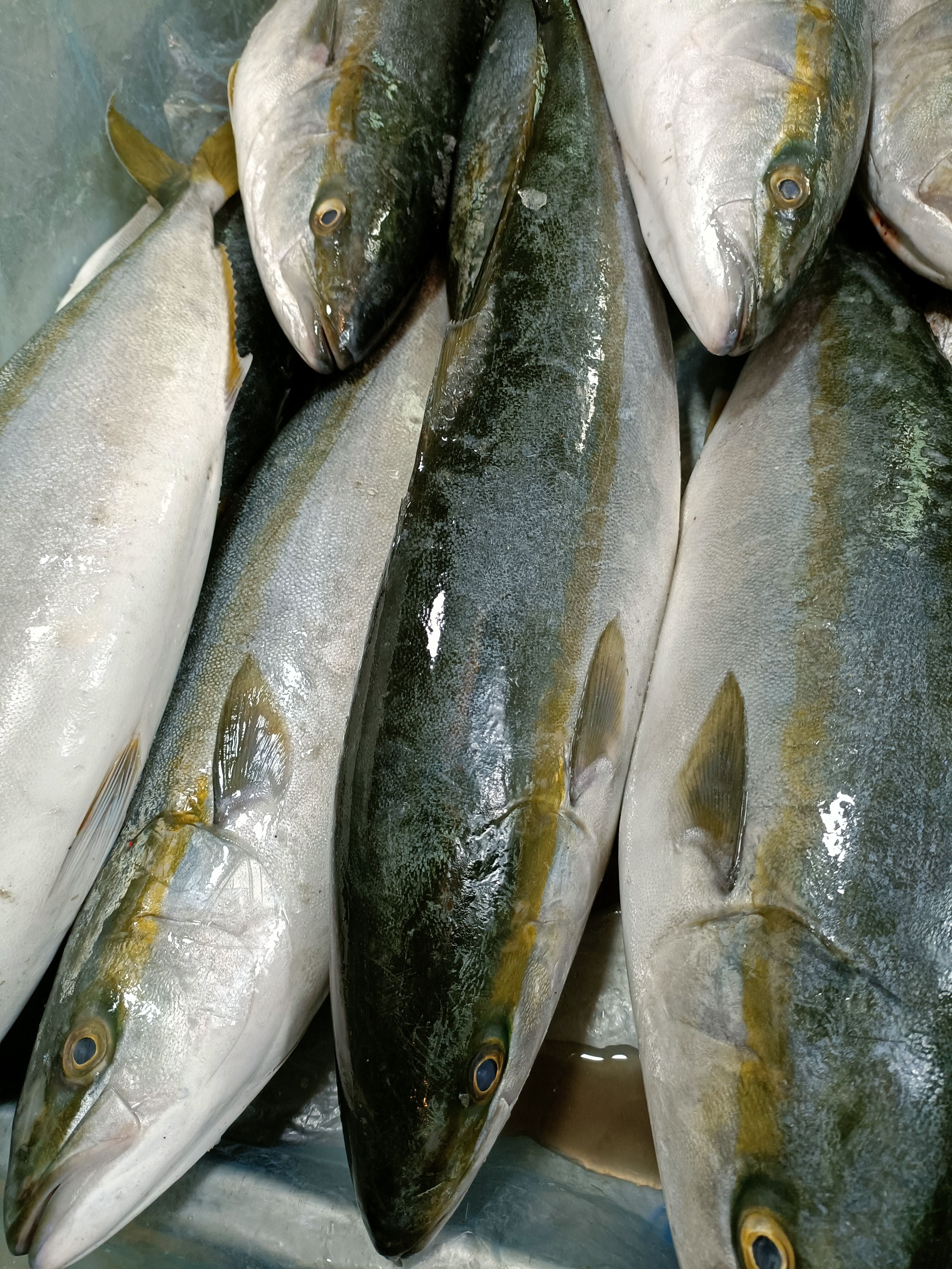  深海新鲜大黄金鲅鱼黄鰤鱼青甘鱼