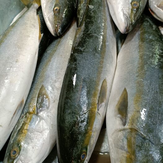  深海新鲜大黄金鲅鱼黄鰤鱼青甘鱼
