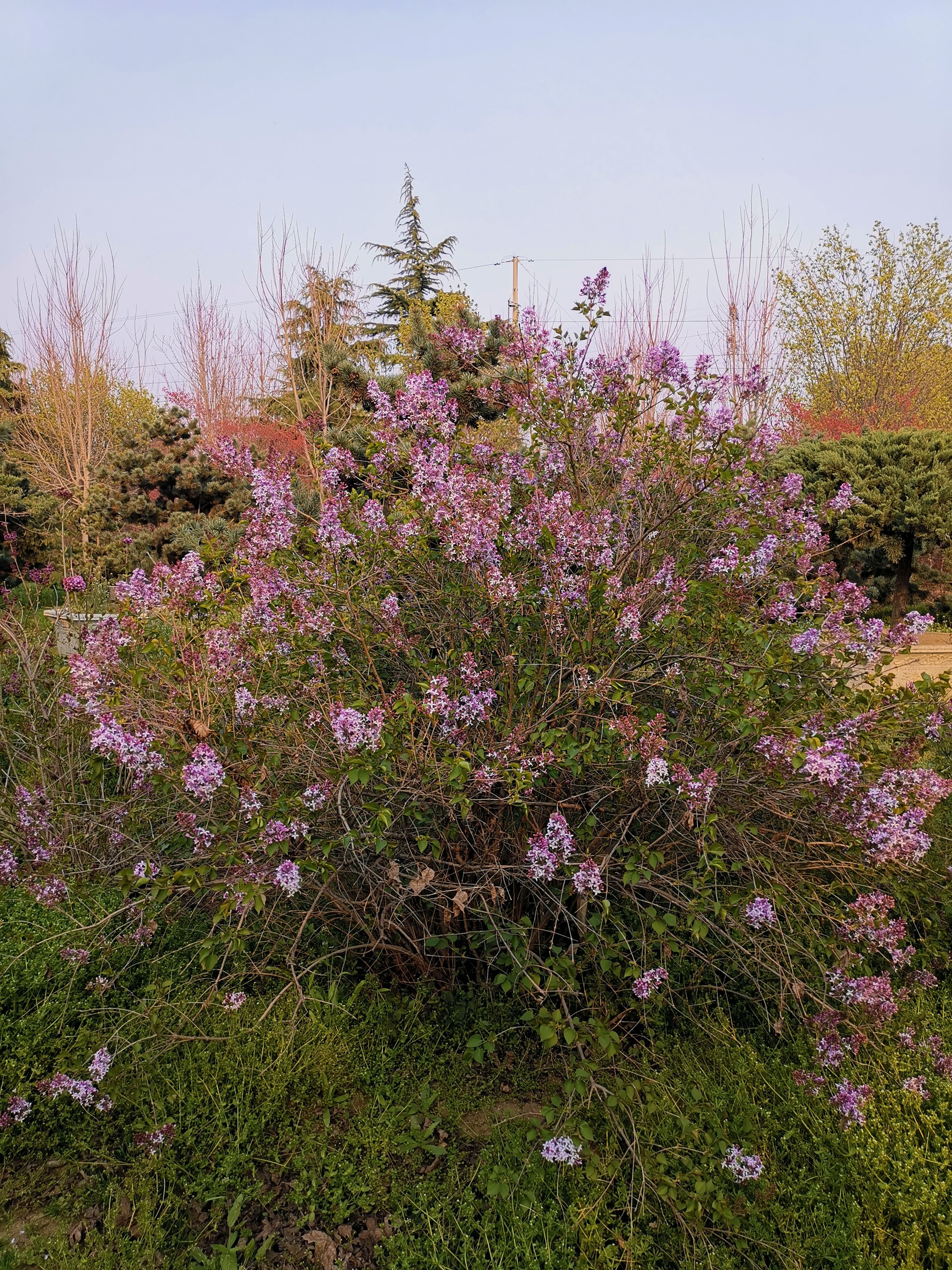 紫丁香 2米丛生丁香价格，冠幅1.8-2米丛生丁香价格