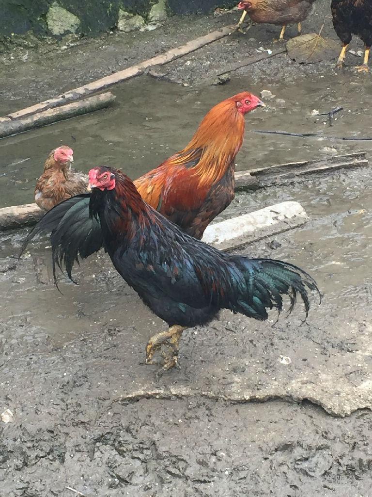 杂交斗鸡苗，肉质鲜美，结实，容易成活，包打预苗，
