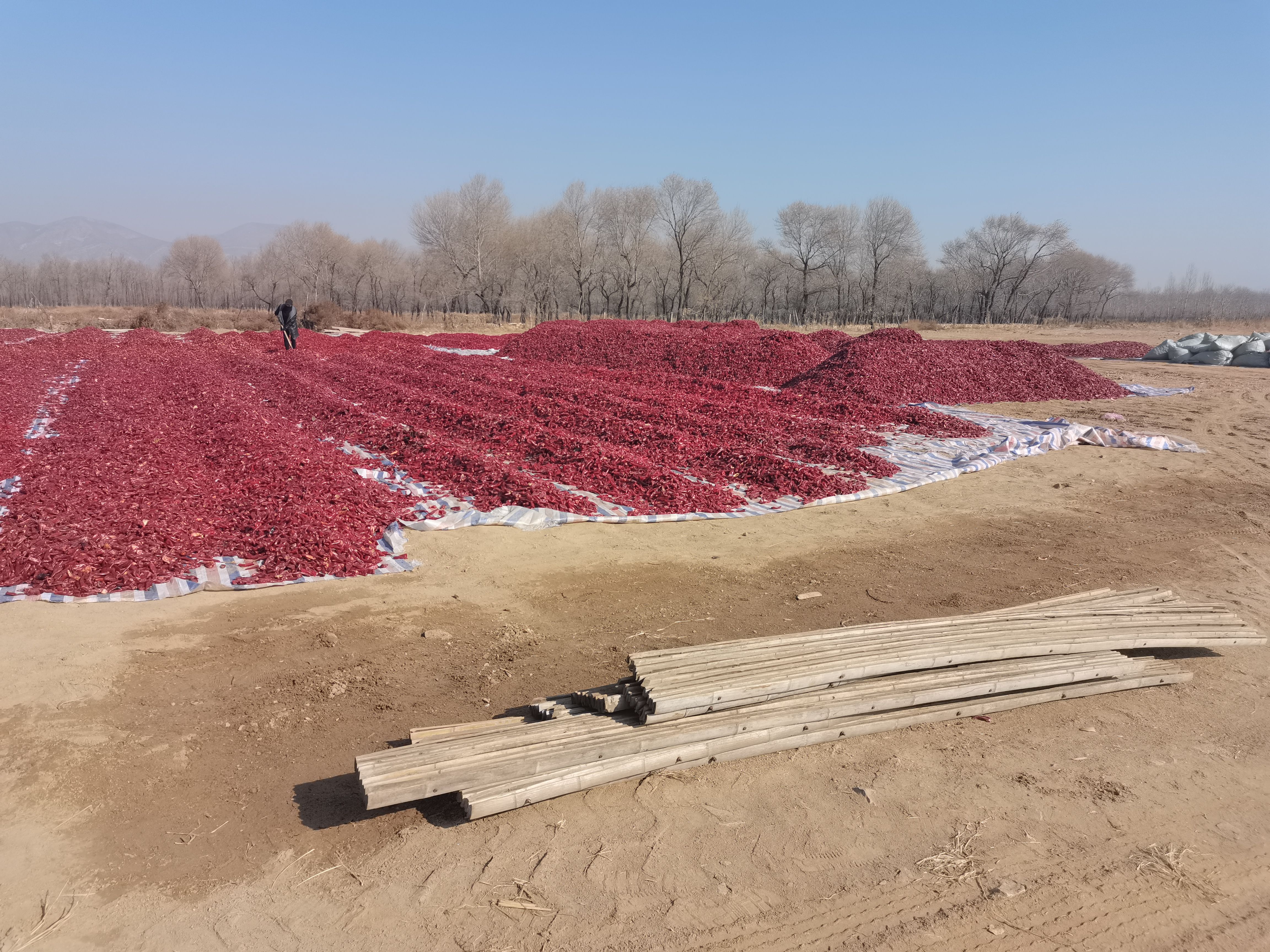  山西北京红干辣椒、忻州北京红干辣椒大量上市、提供加工场地