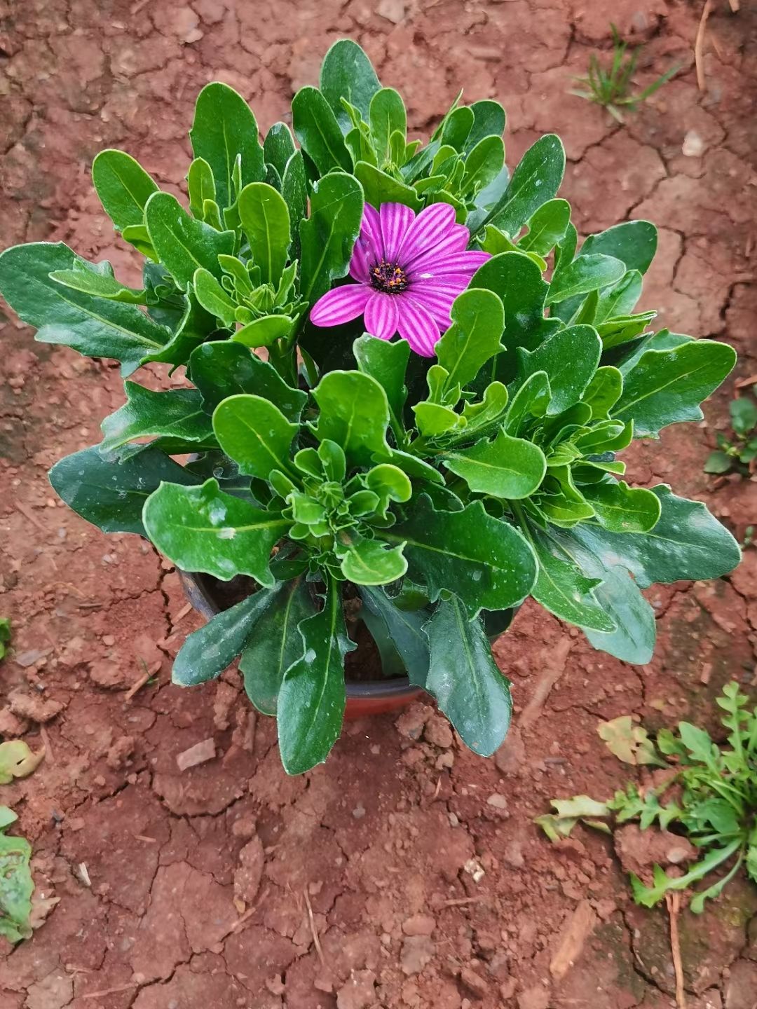 南非万寿菊，云南昆明万寿菊种植园一手货源