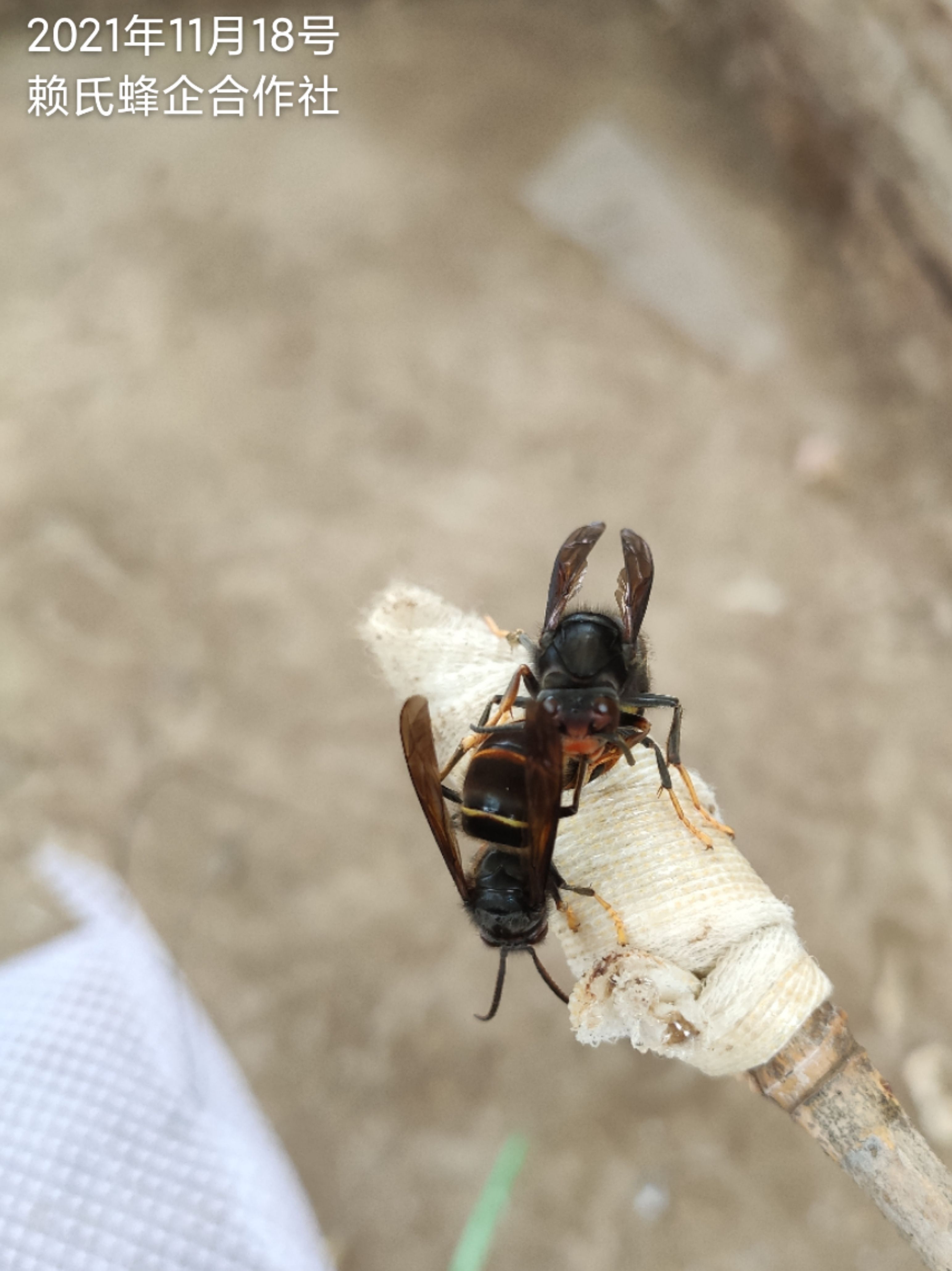 胡蜂 雄蜂 未交配过的雄蜂