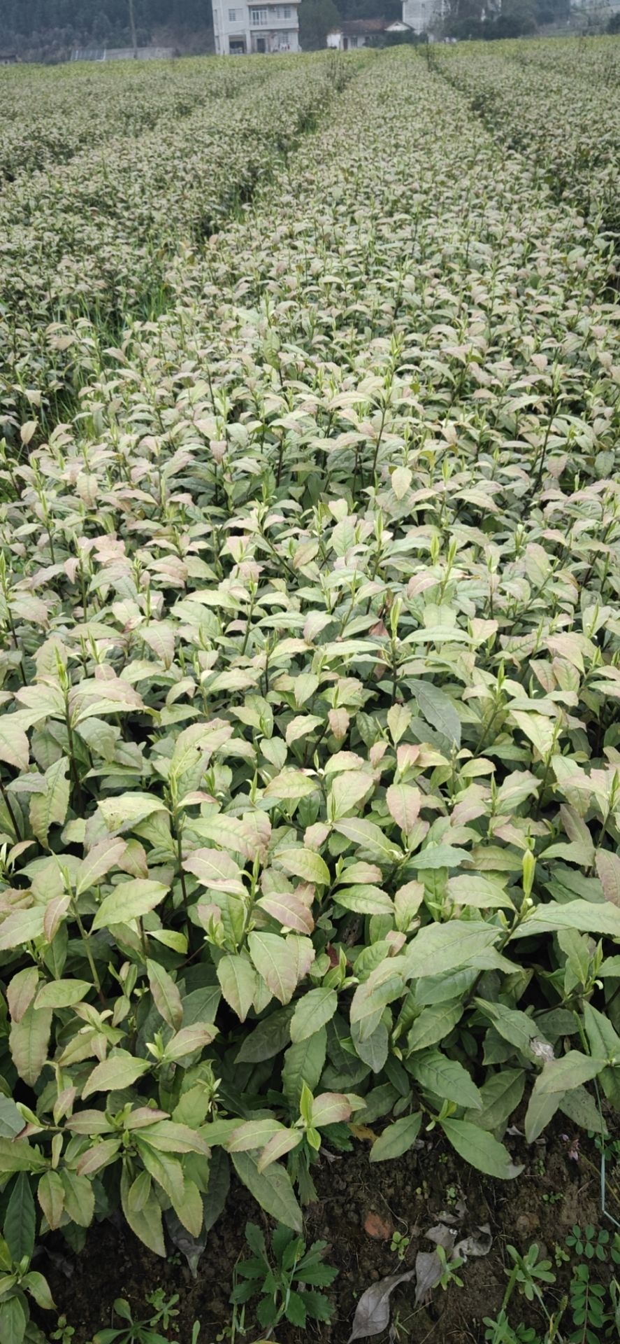 保靖黄金1号茶苗  保靖黄金茶！苗好粗壮！成活率高！欢迎新老