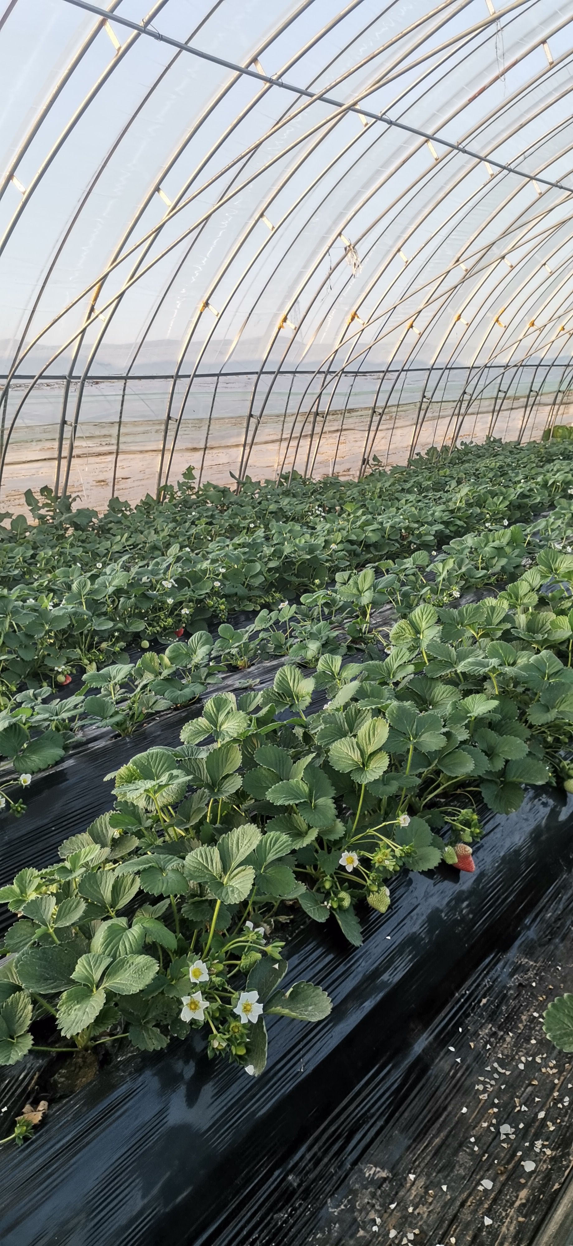 宁玉草莓  品种严选，质量保证，现发现摘