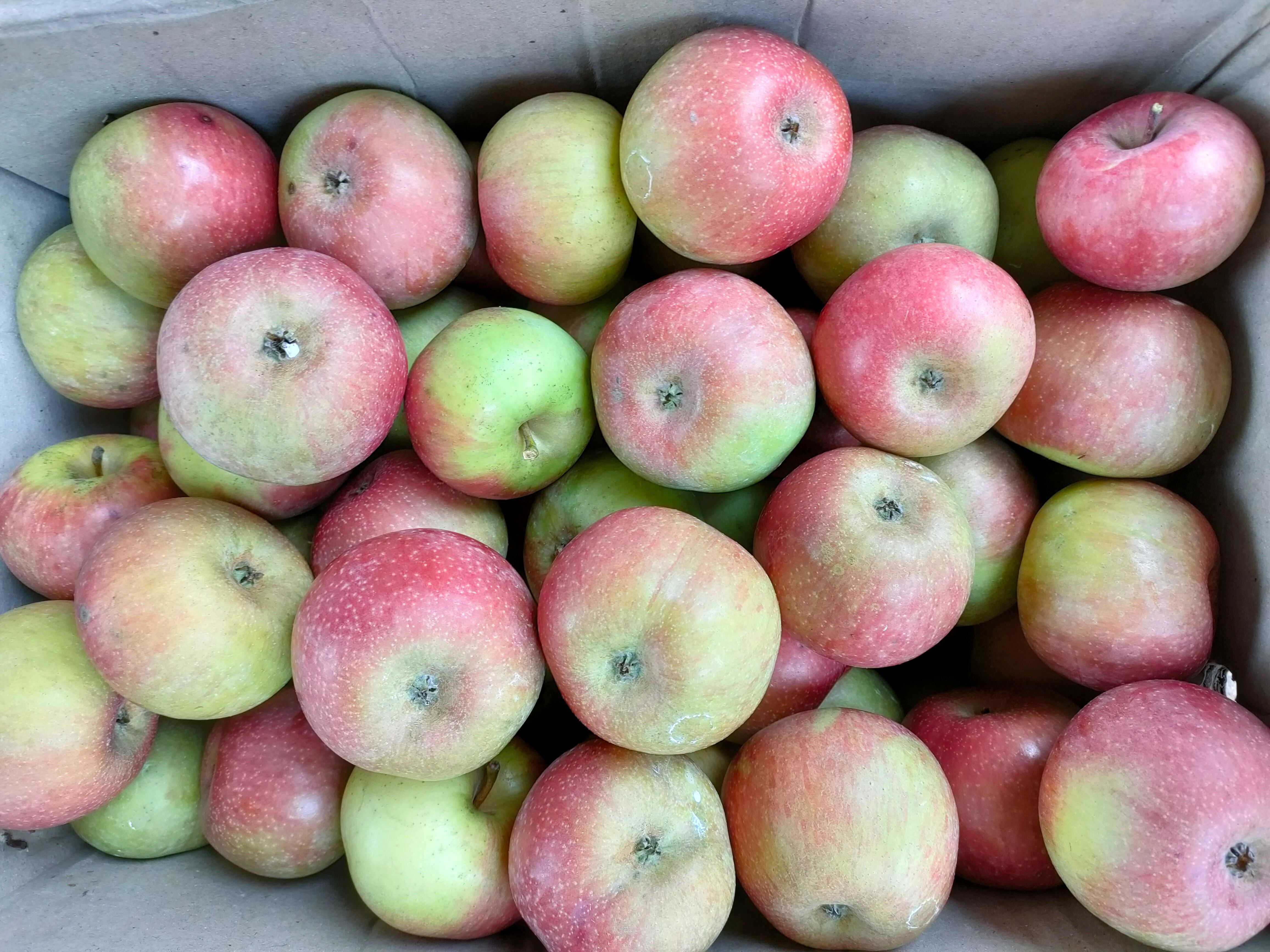 小国光苹果笨果新鲜水果不打蜡不套袋 10斤每箱支持水果店下单