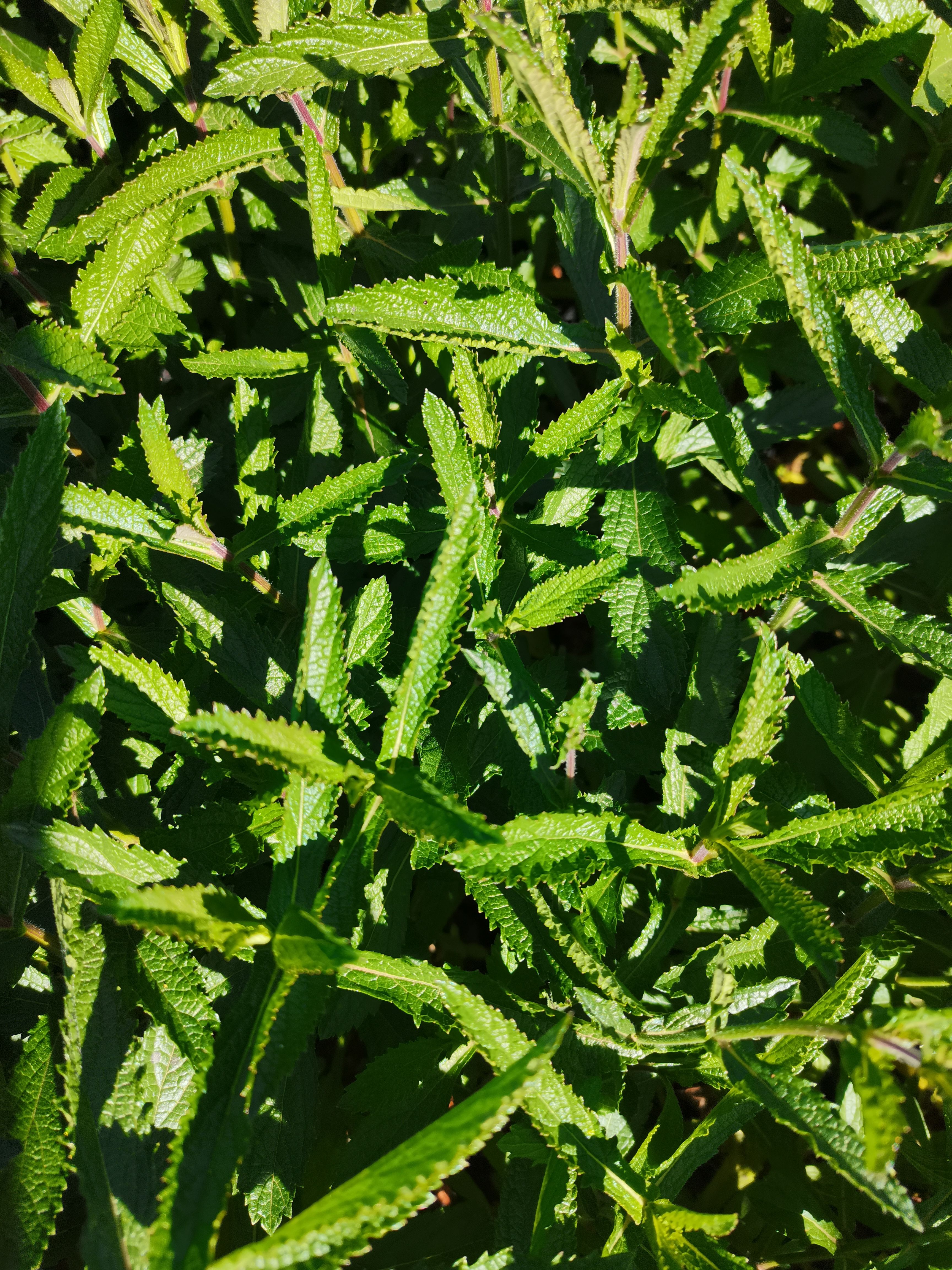 马鞭草种苗  马鞭草，云南昆明马鞭草种植园一手货源