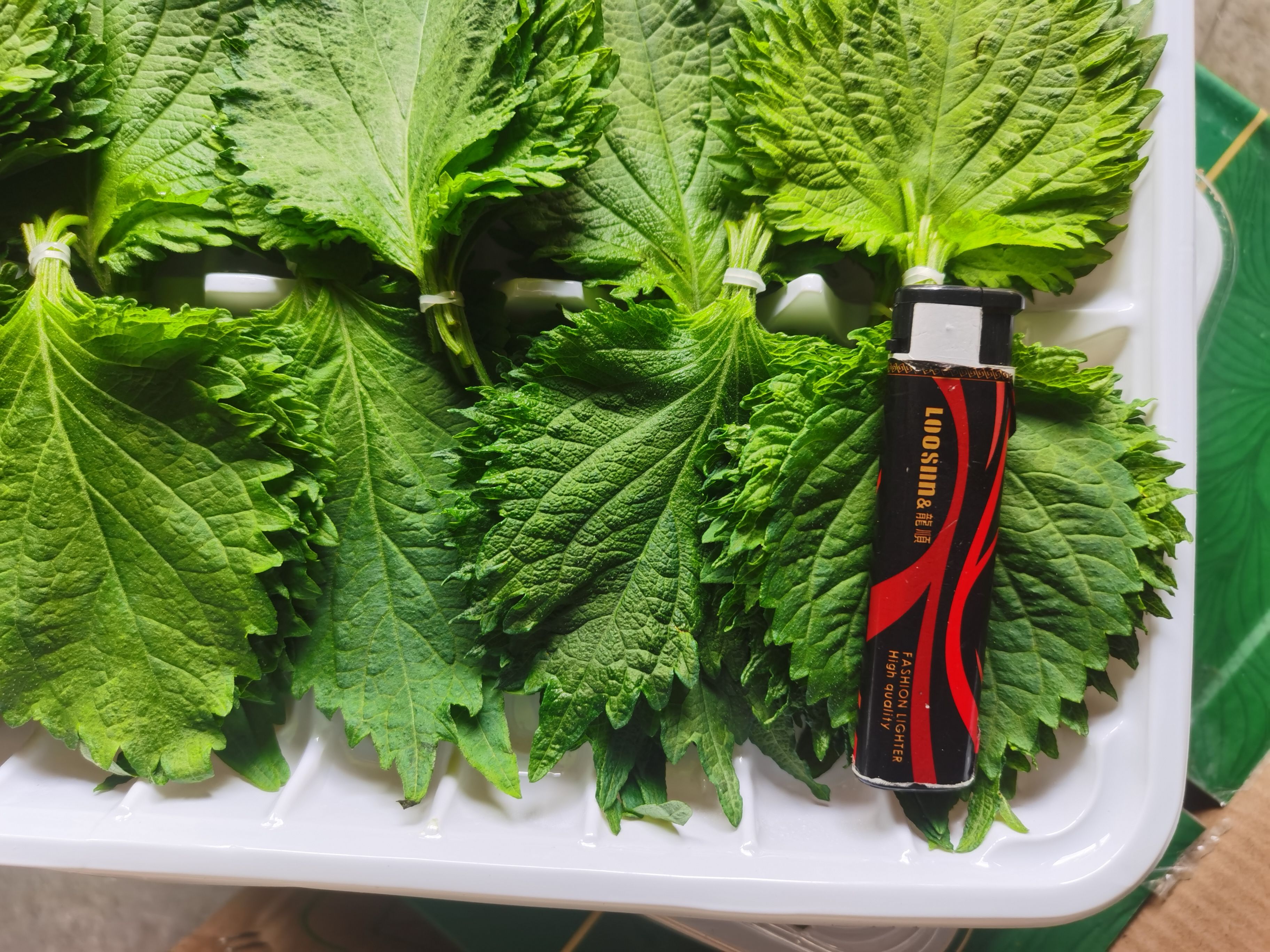 新鲜紫苏 大叶，