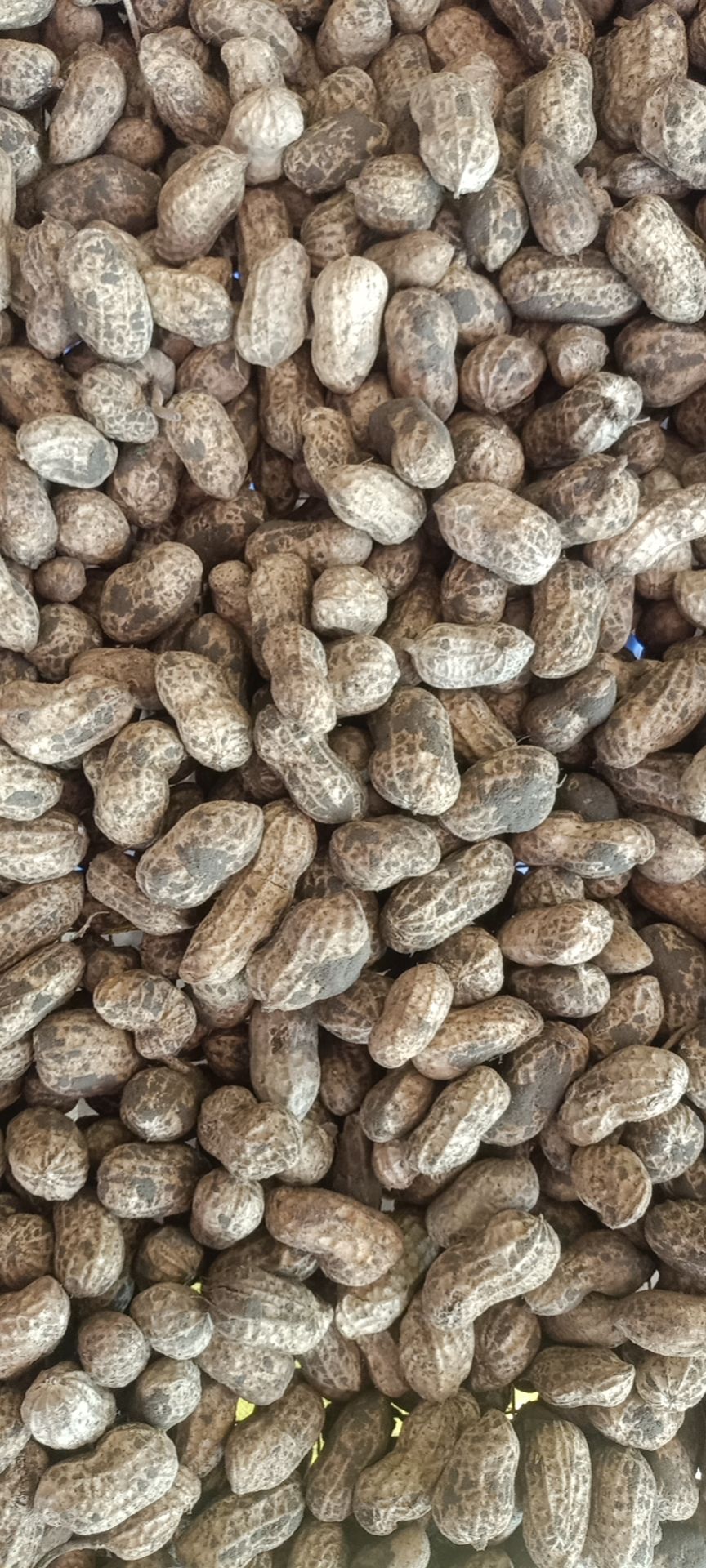 大白沙鲜花生  精品鲜花生