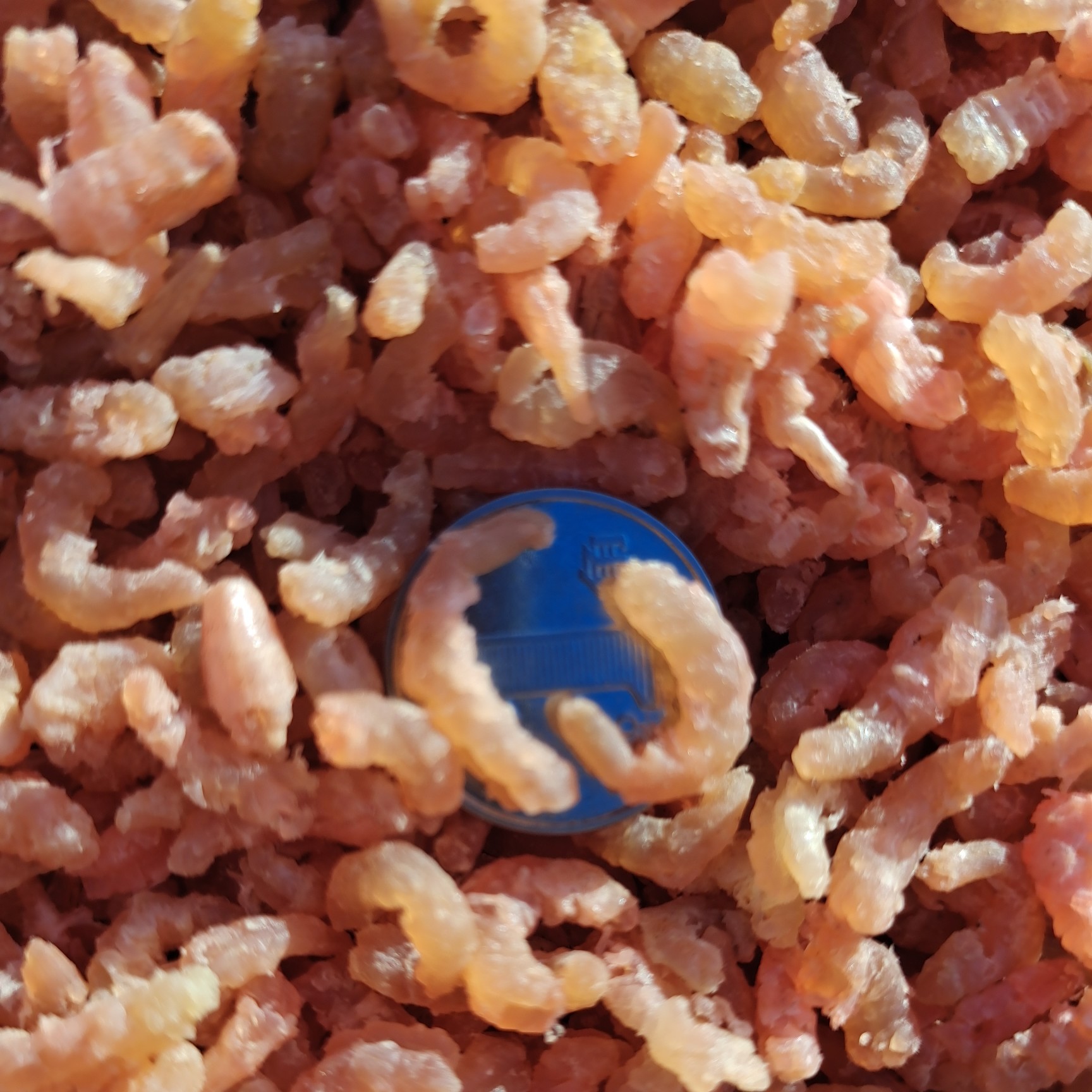 金钩海米！虾仁！深海虾加工！小海米餐馆饭店包水饺馄饨适用