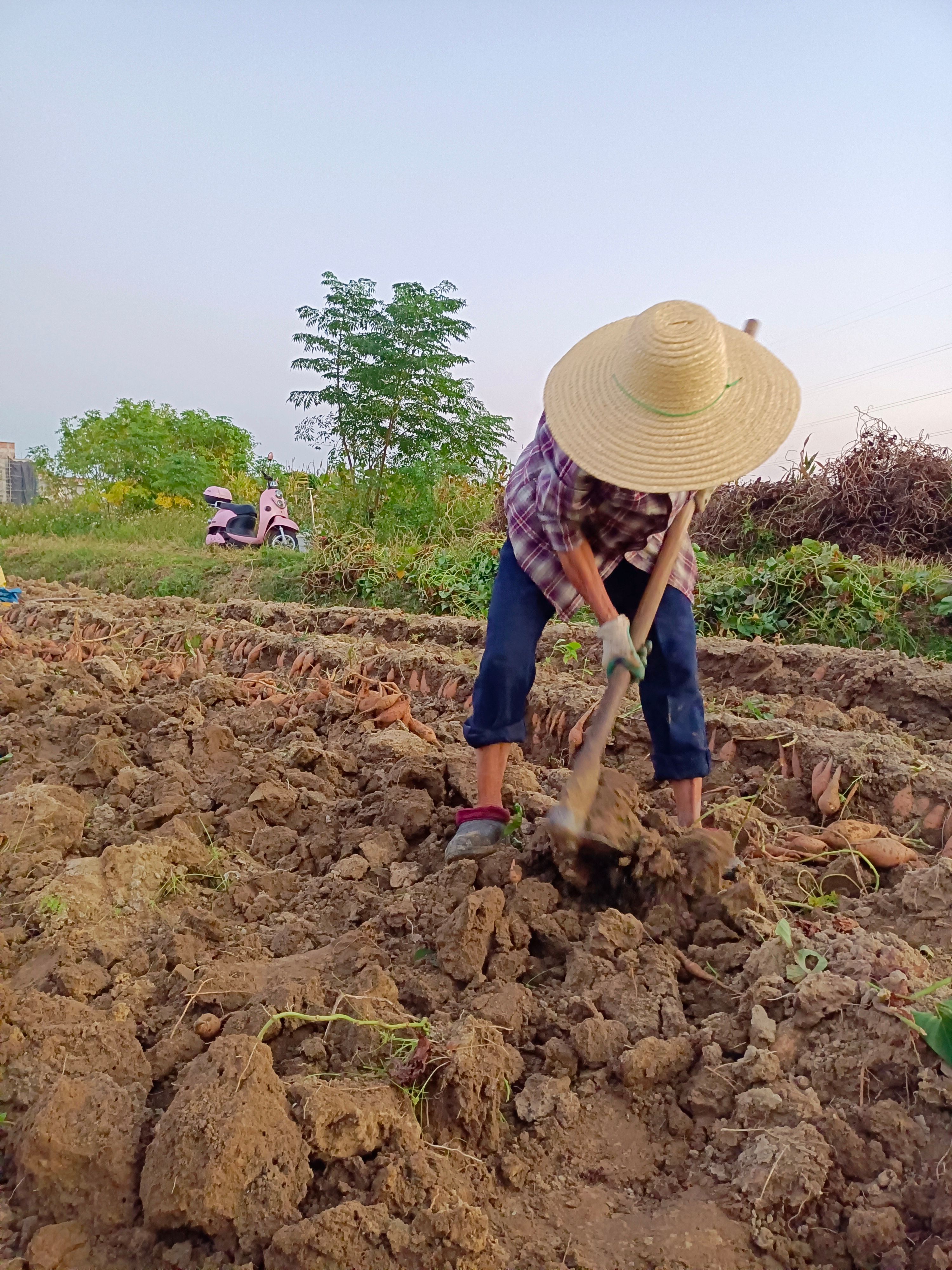 广东茂名高州新鲜彩心（冰淇淋红薯）产地直发甜糯可口