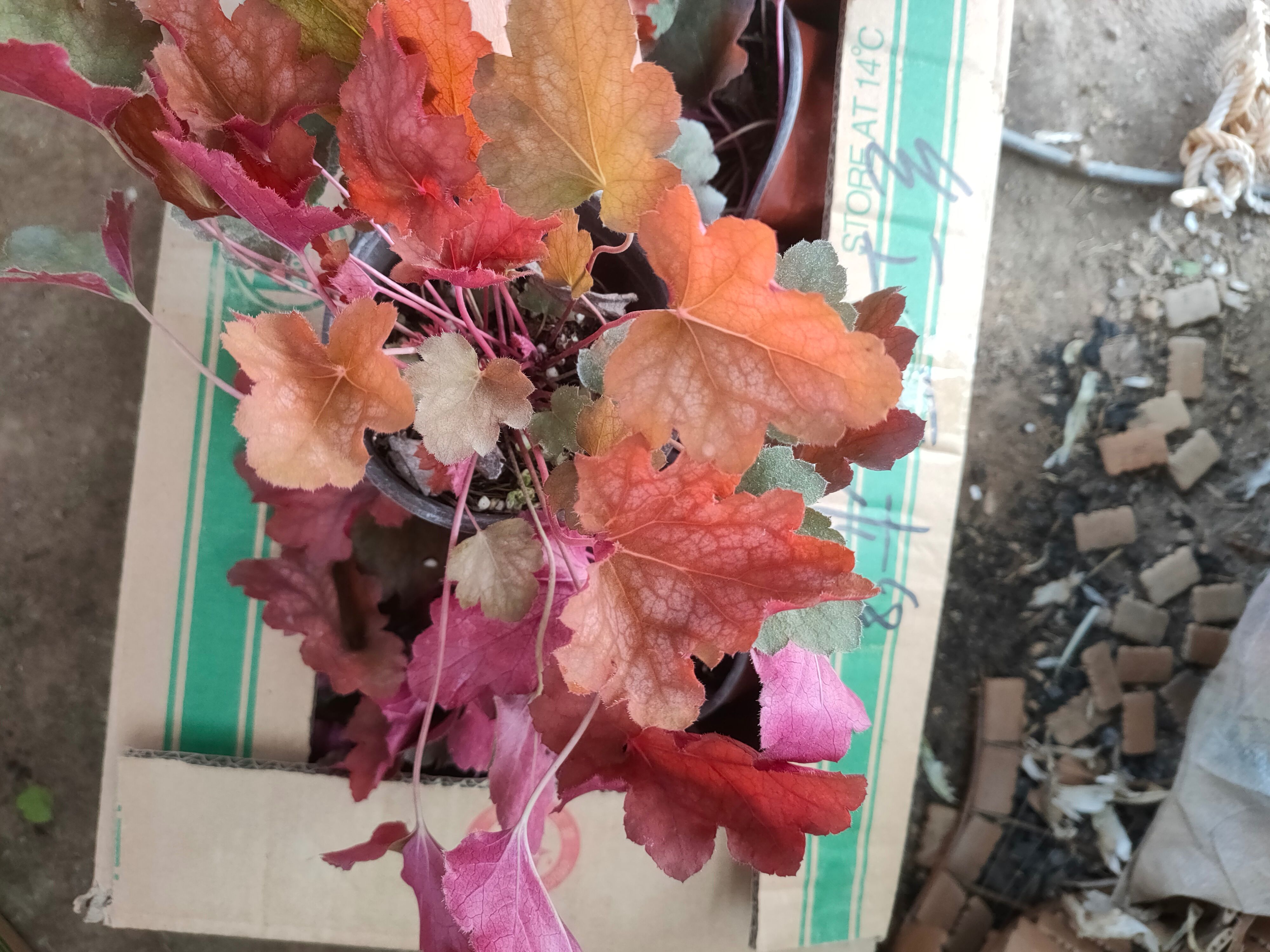 矾根种苗  矾根