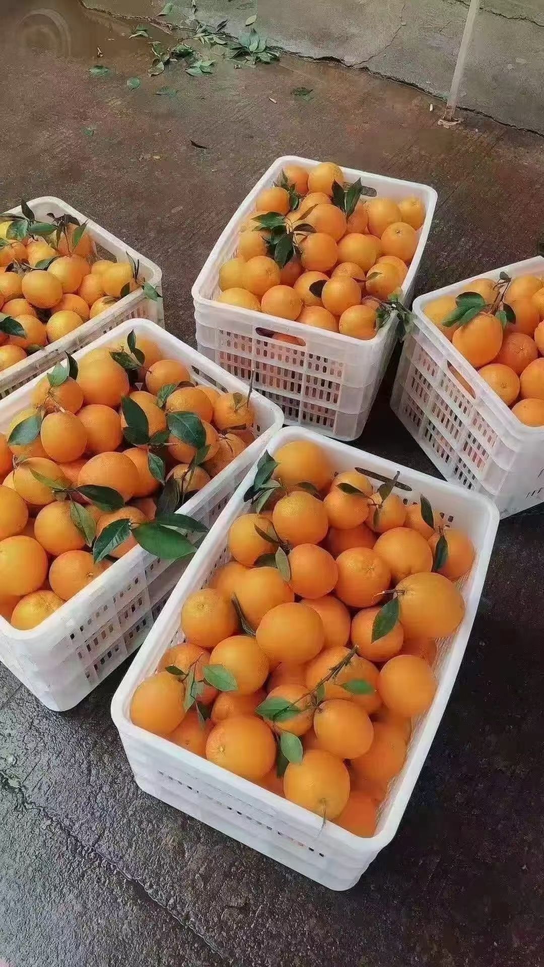 正宗赣南有机脐橙，大量批发零售