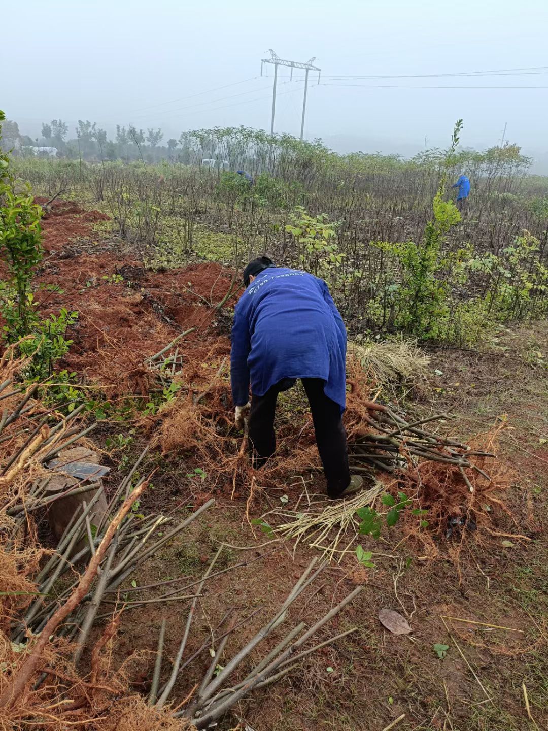 吴茱萸扦插苗，根系发达，苗杆粗壮。感谢老板信任！