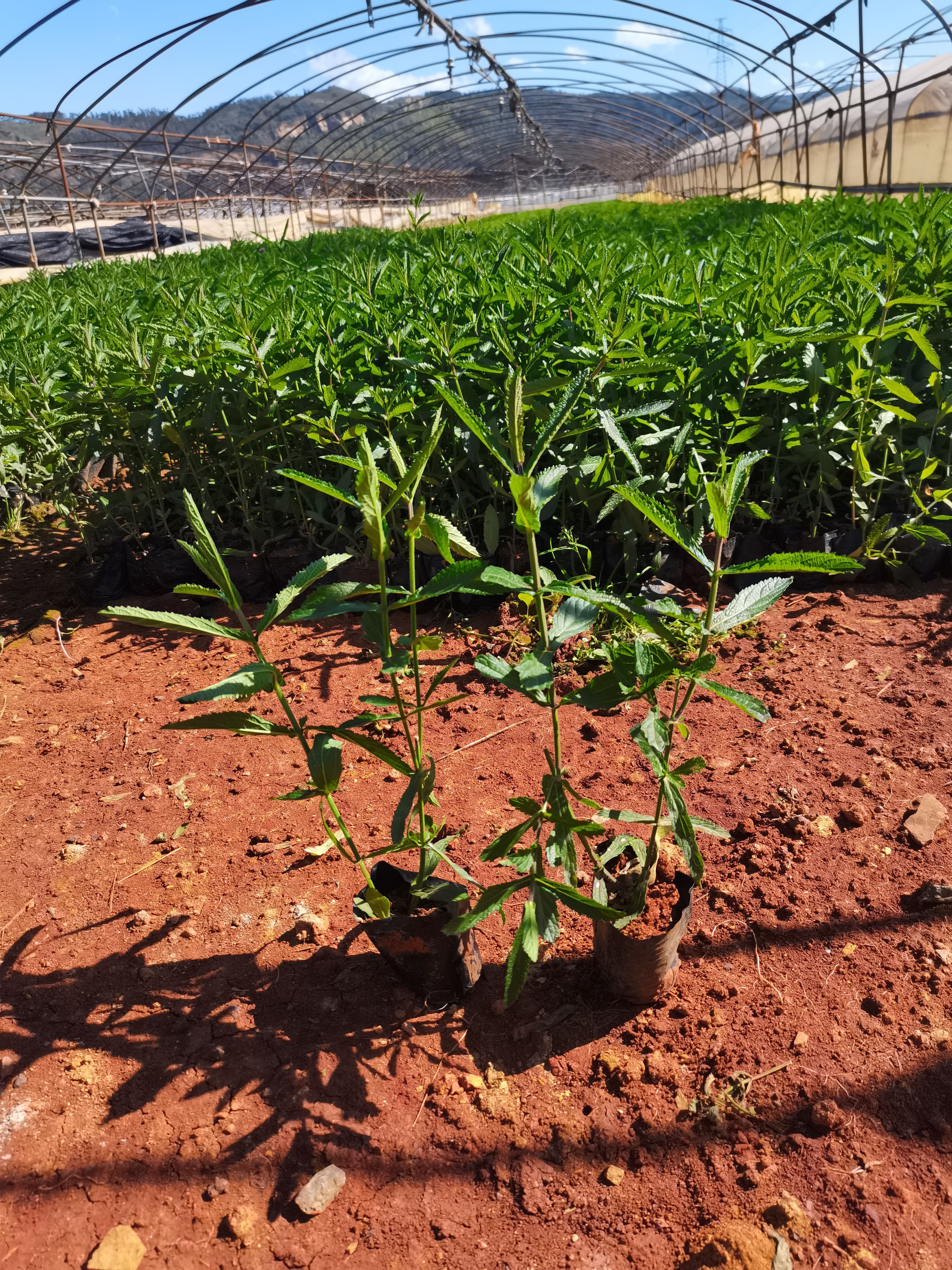 马鞭草种苗  马鞭草，云南昆明马鞭草种植园一手货源