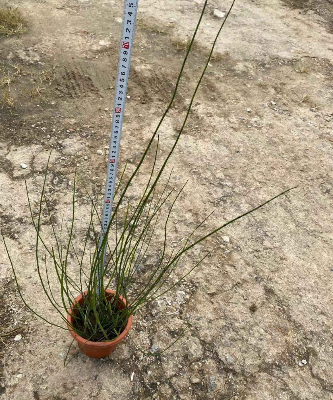 草花 木贼，德国木贼，水生植基地批发