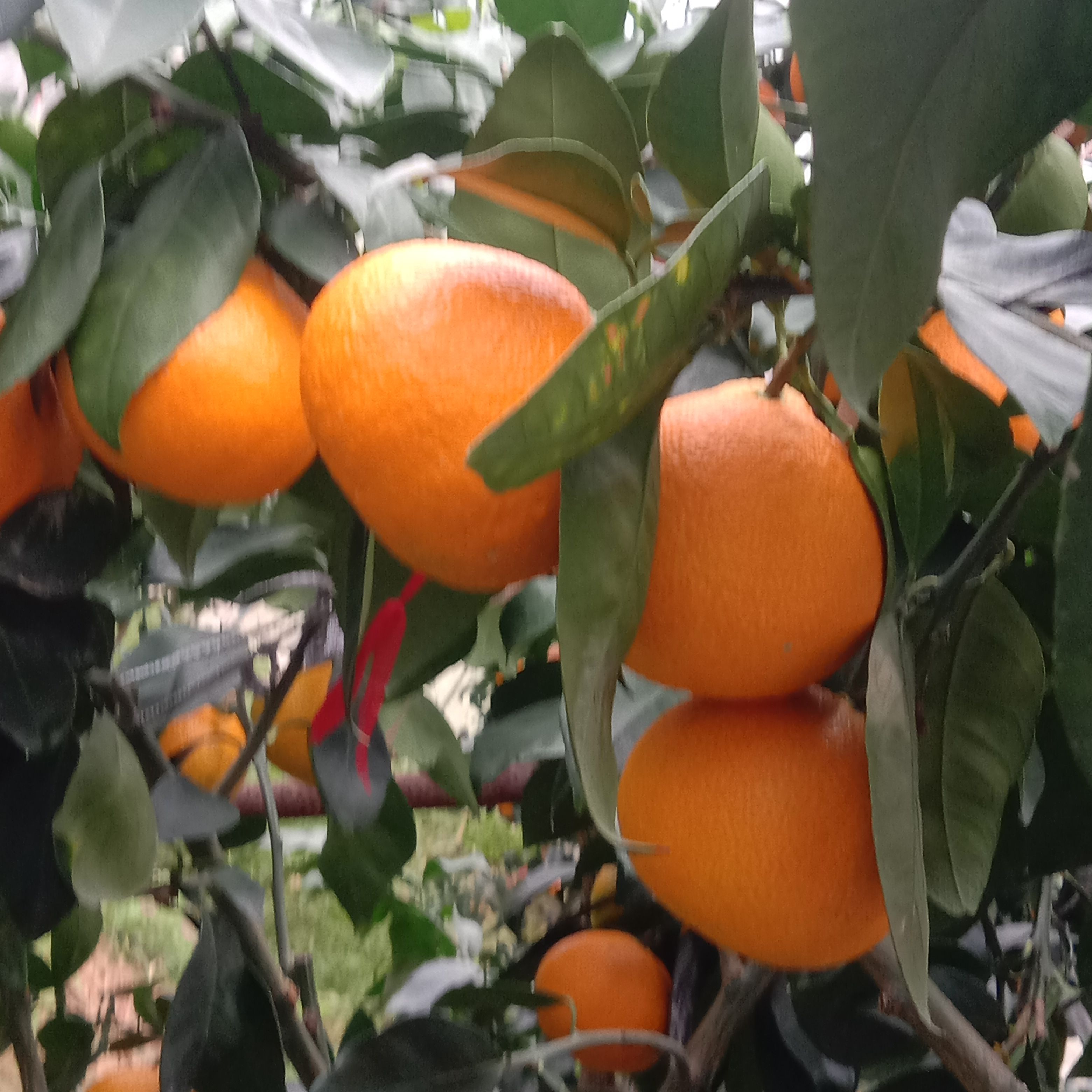 红美人柑桔 浙江省宁波市象山县