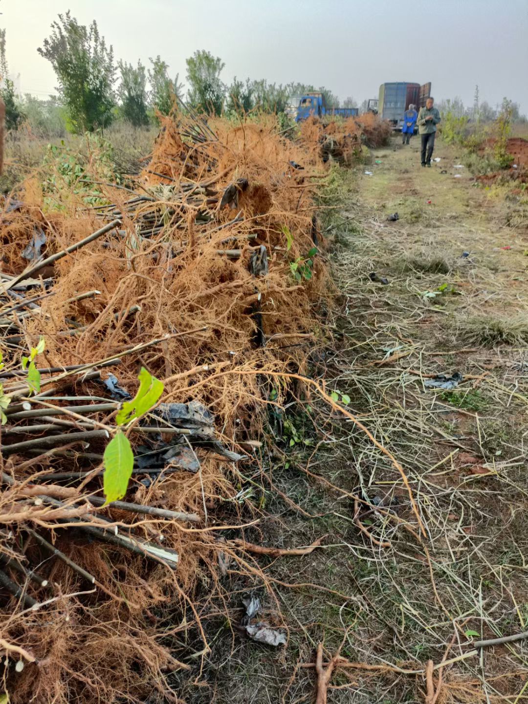 吴茱萸扦插苗，根系发达，苗杆粗壮。感谢老板信任！