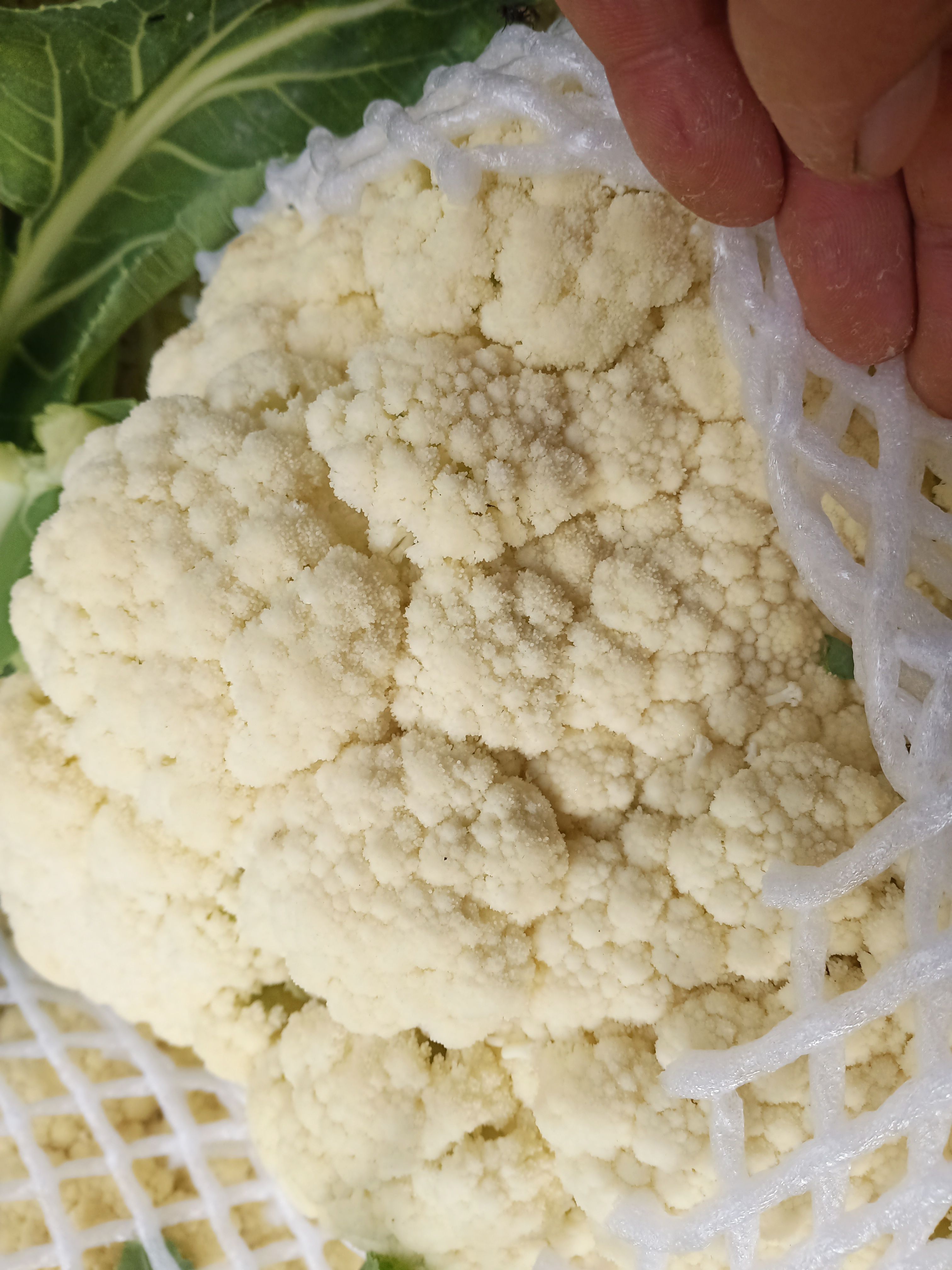 花菜，安徽花菜，菜花青梗白面，保证质量，代发全国。