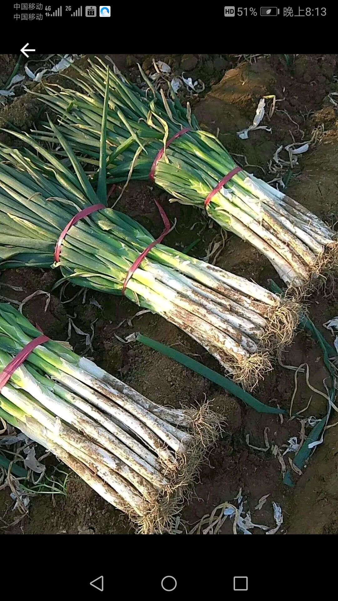 山东安丘供应优质长白大葱，社会葱及梧桐葱