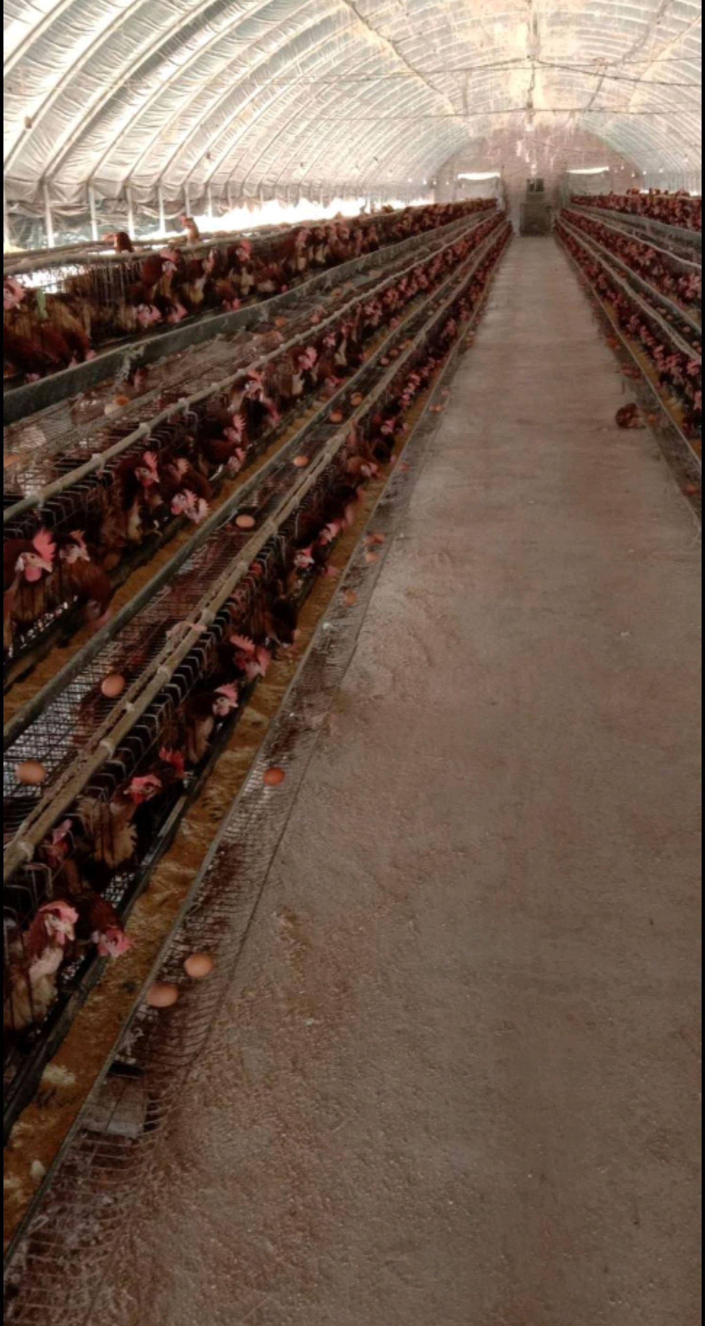  淘汰鸡 长期供淘汰红鸡均重4左右