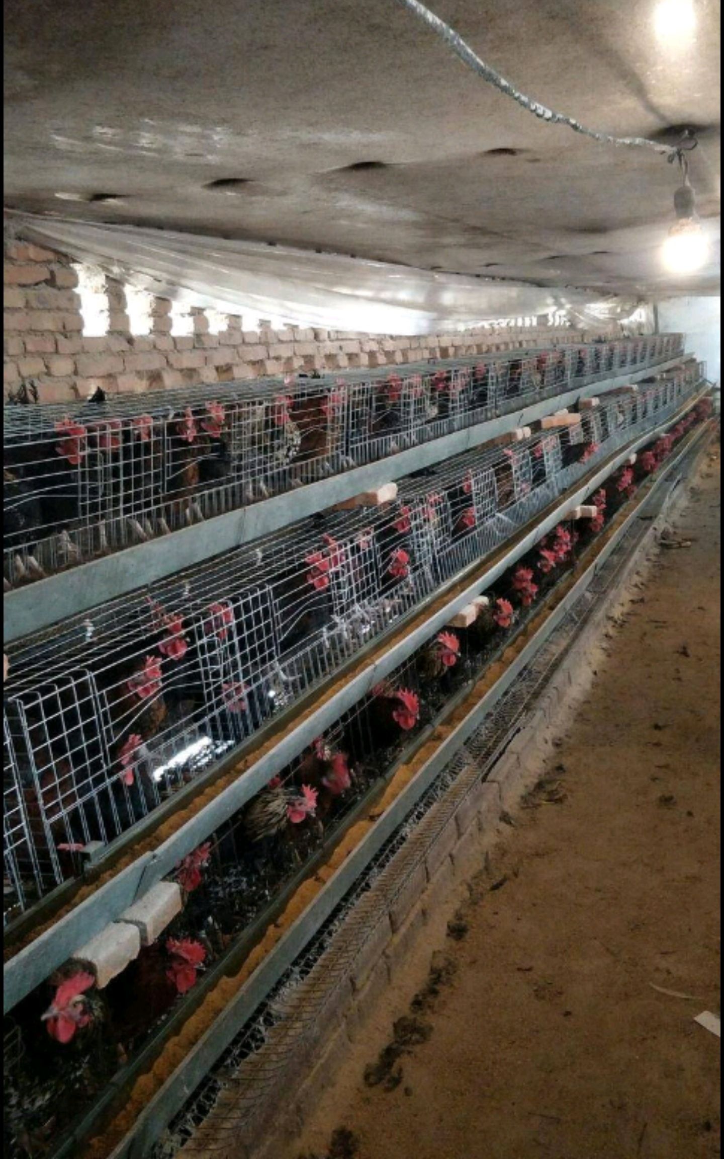  黑凤公鸡，母鸡都有，价格按行情不定变化