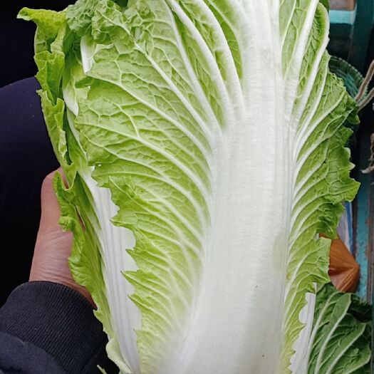 襄樊青杂三号白菜  青杂三号玲珑黄