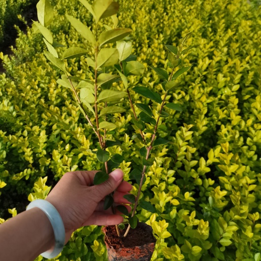 宜良县金叶女贞，云南昆明金叶女贞种植园一手货源