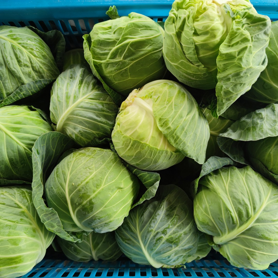 新鲜甘蓝圆包菜产地直供