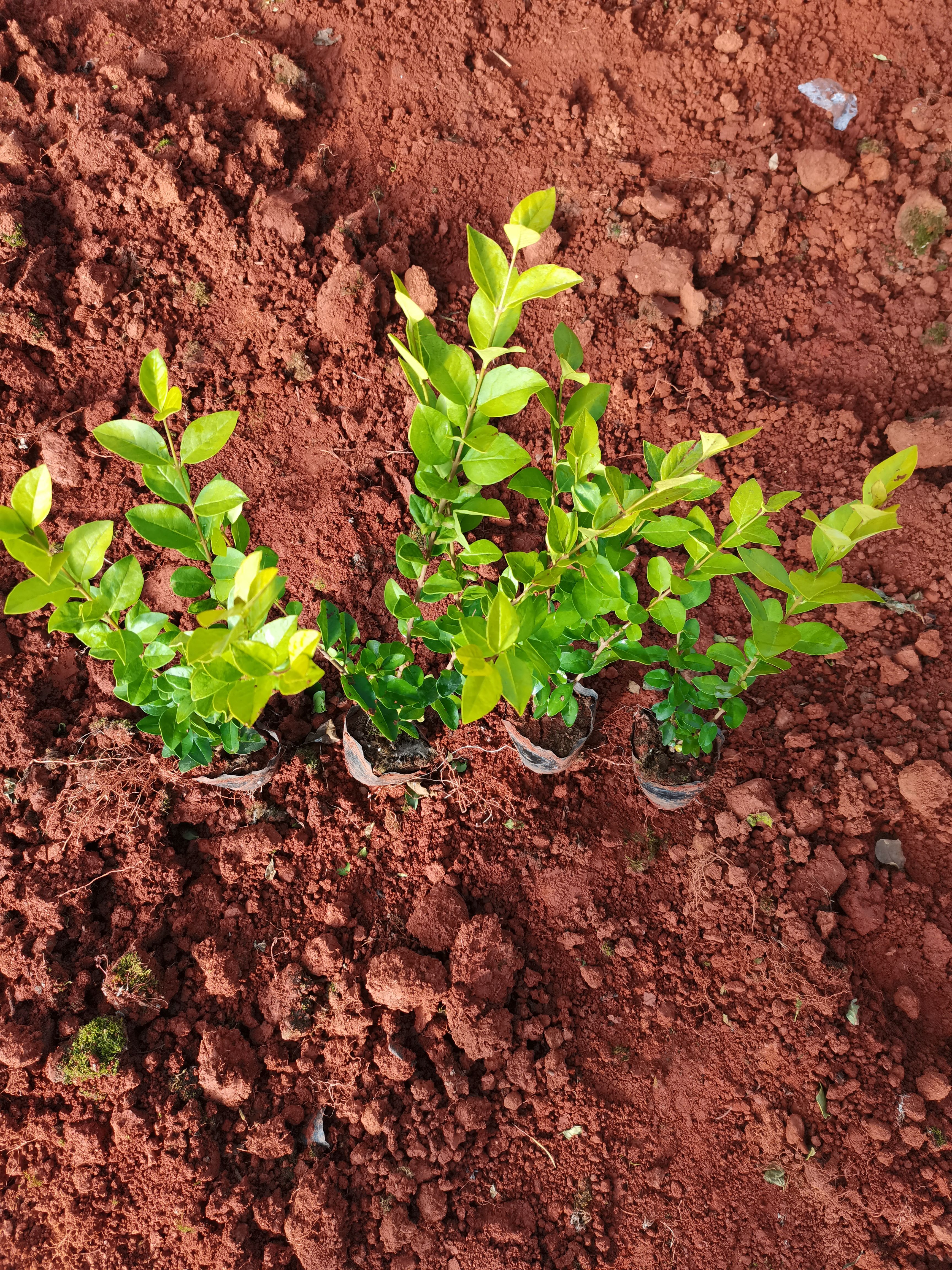 金叶女贞，云南昆明金叶女贞种植园一手货源