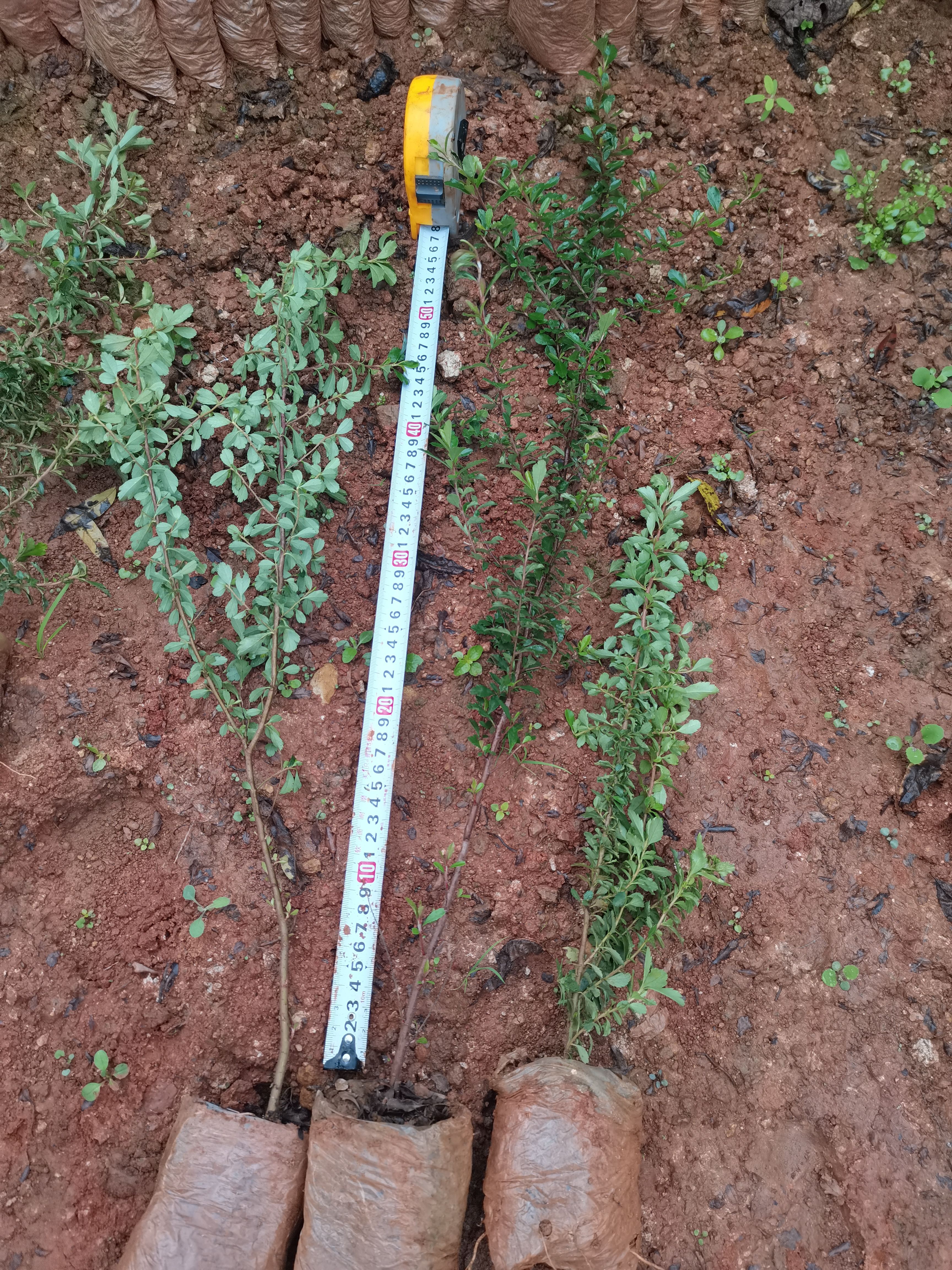 火炬树  火棘，火把果，云南昆明火棘直销，荒山绿化小苗