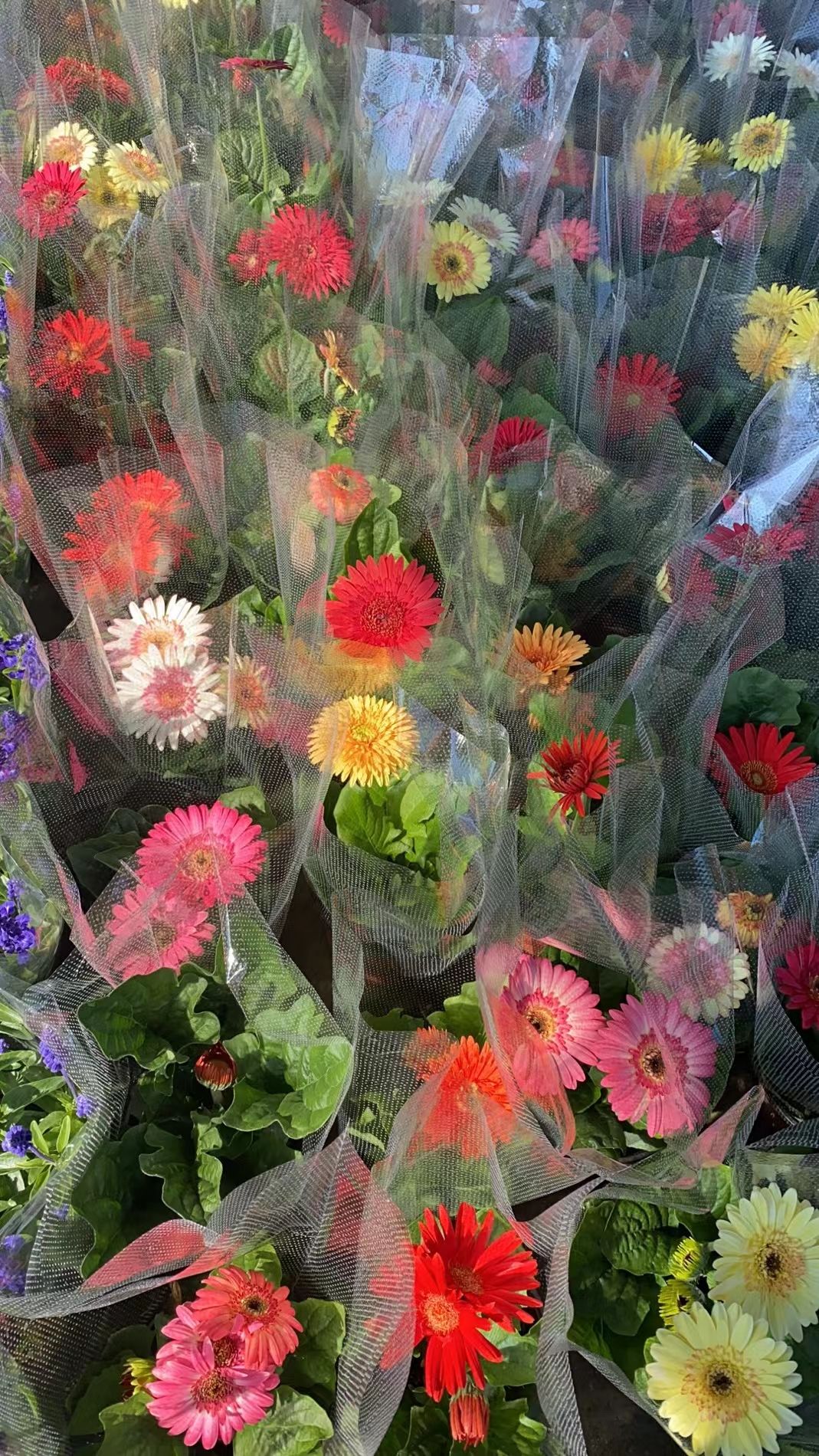 非洲菊盆栽多色混搭 色艳花大用于切花 盆栽及庭院装饰