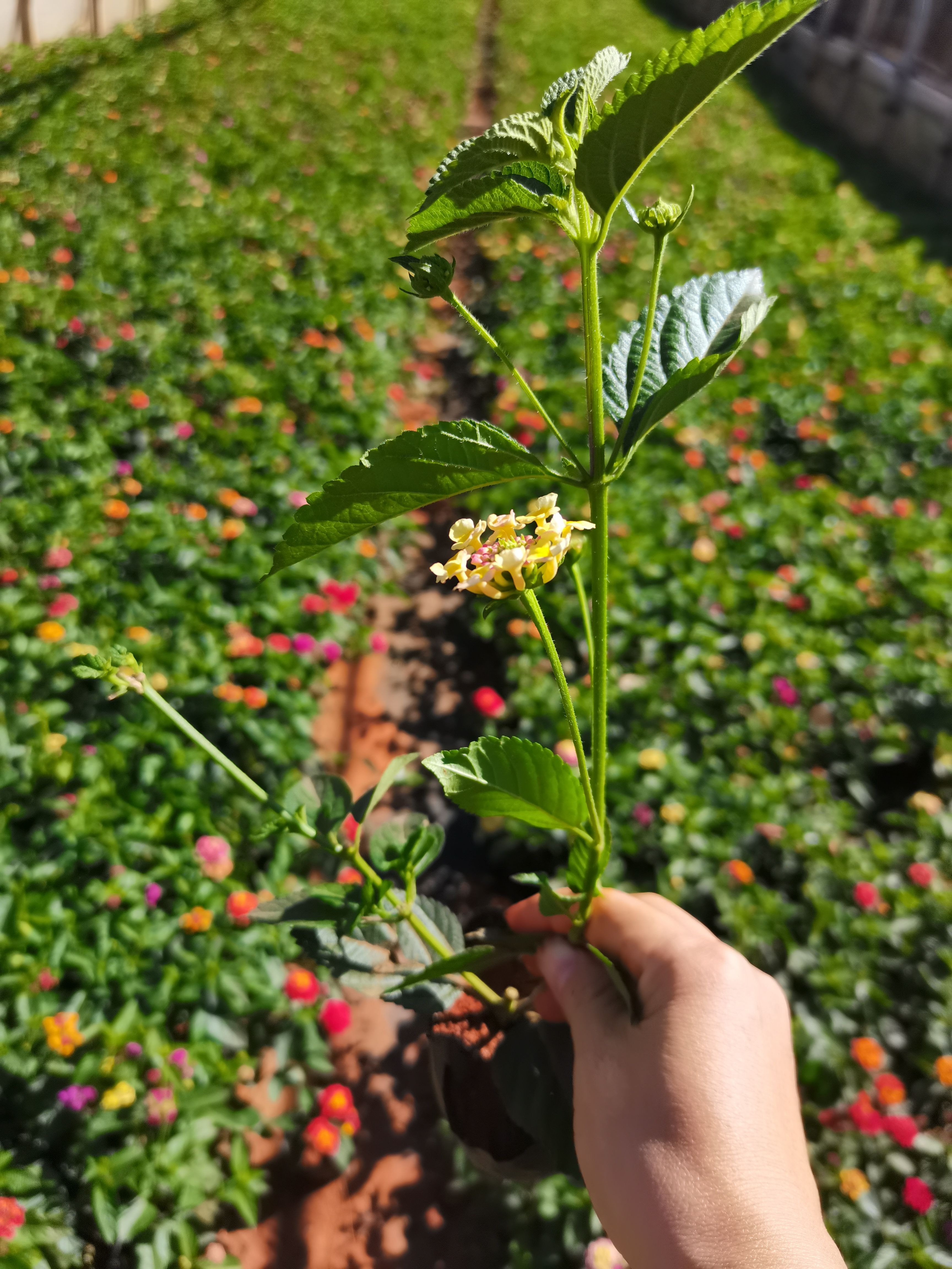 马缨丹盆栽  五色梅，马缨丹云南昆明种植园一手货源