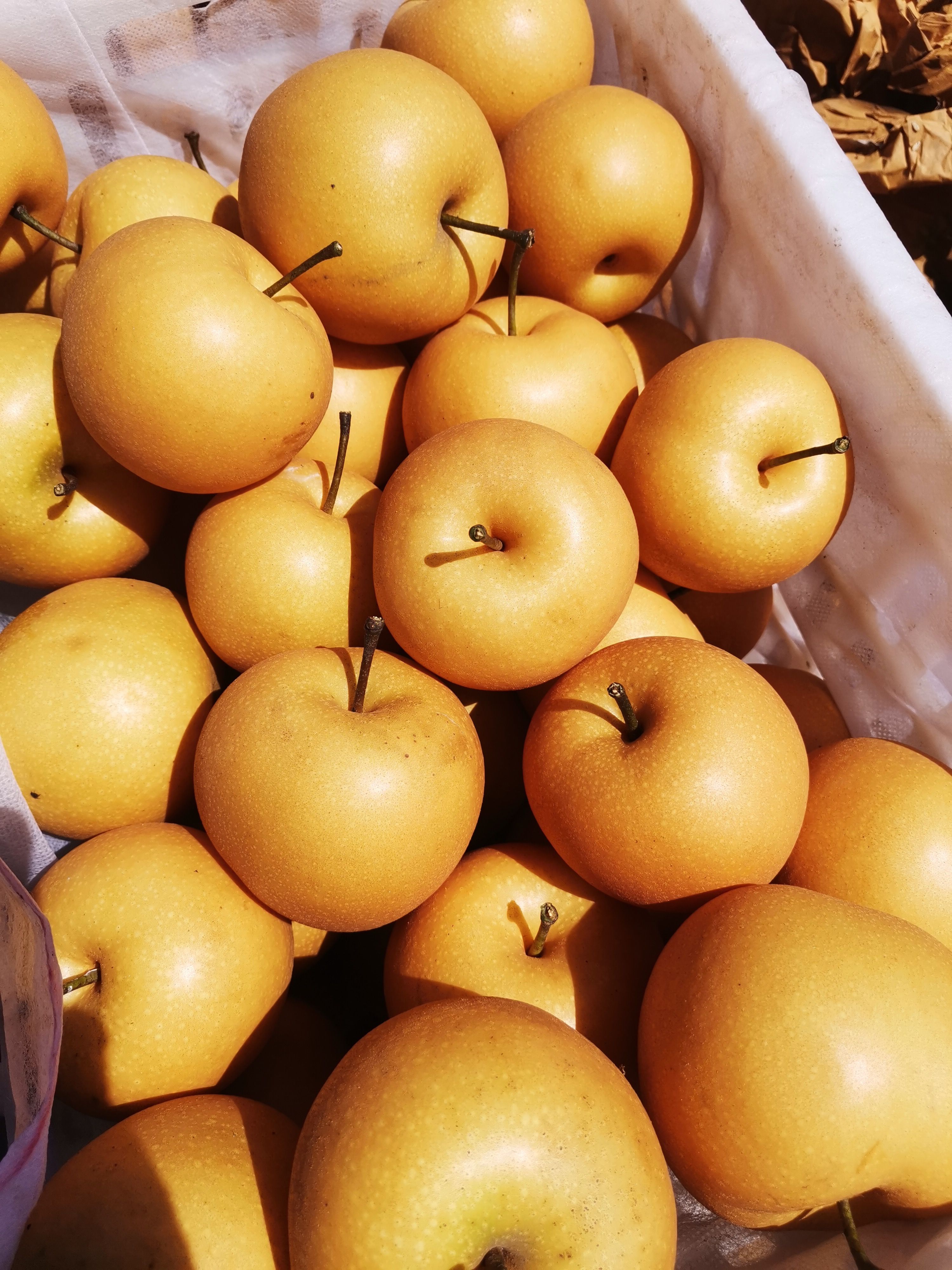 砀山秋月梨正在热卖中，需要的朋友请联系