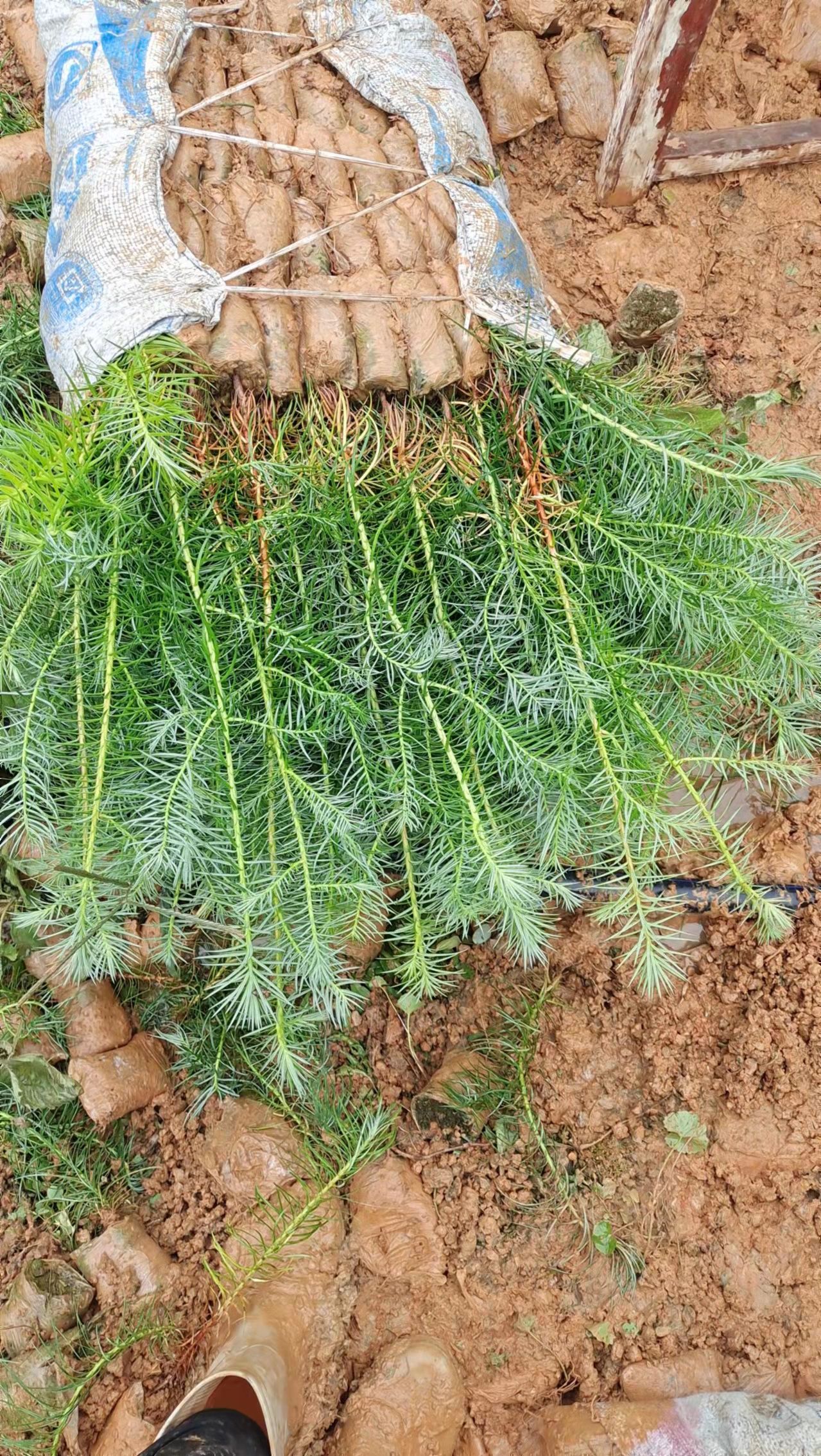 杉木树苗 杉木苗