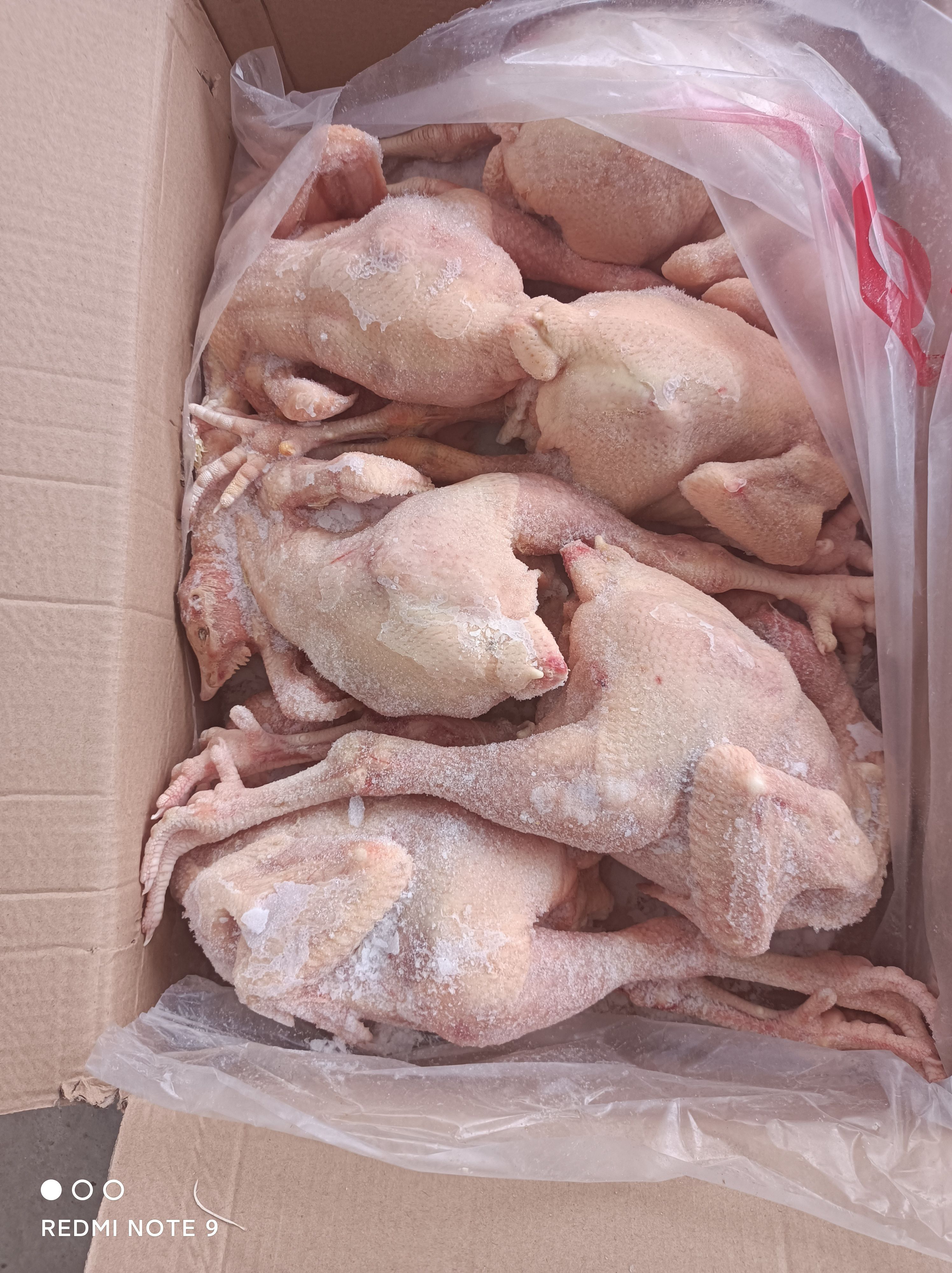 白条鸡  三黄鸡白条  冰鲜鸡   蛋鸡