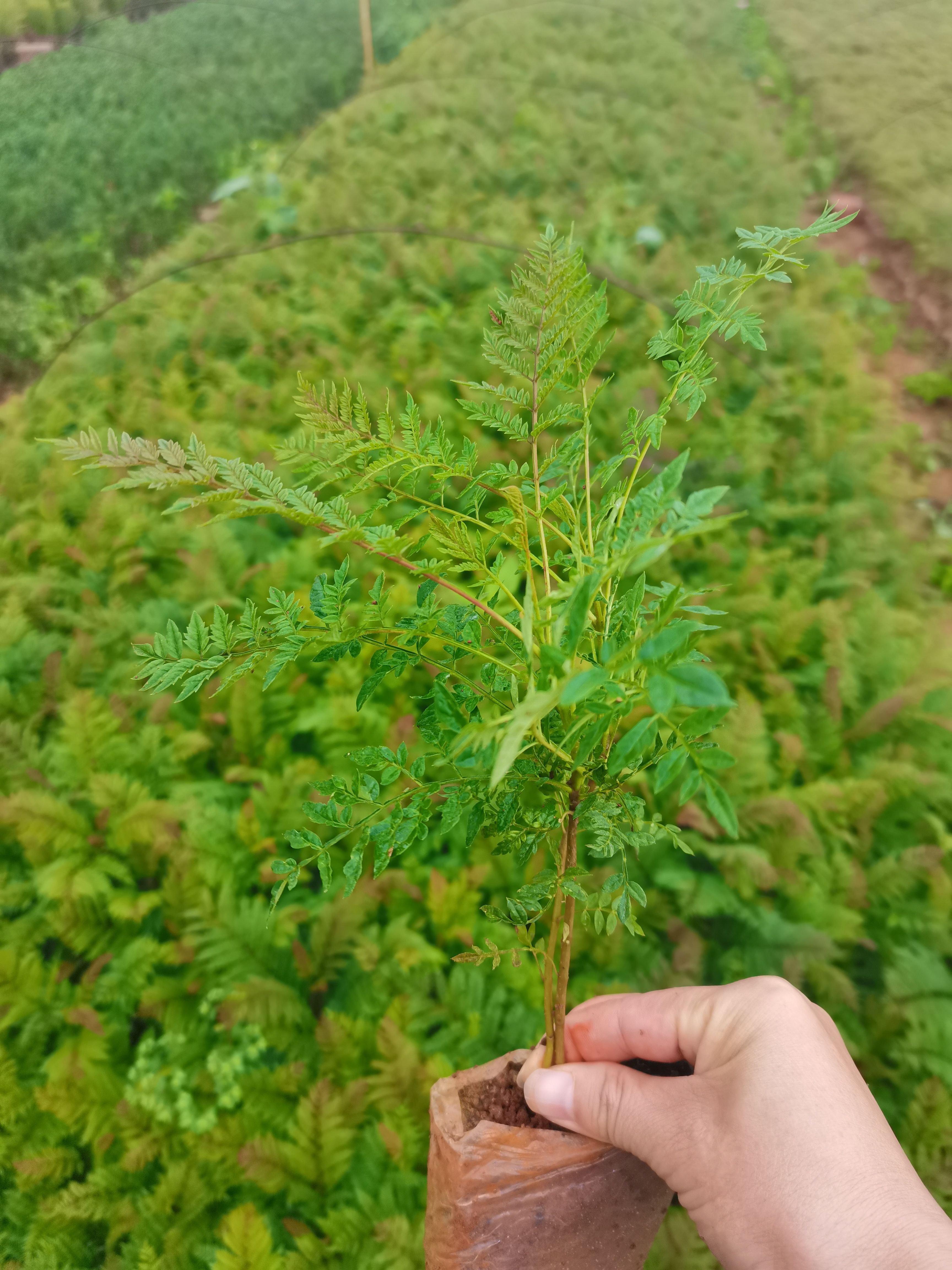 蓝花楹种子  蓝花楹小幼苗，云南昆明荒山绿化种植园一手货源