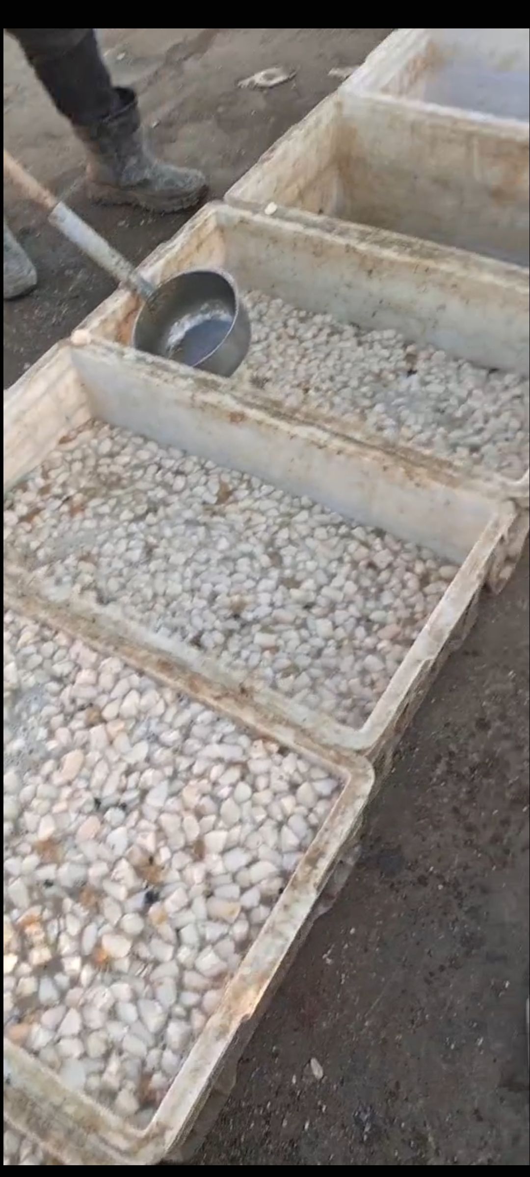 海湾扇贝 秦皇岛手剖鲜贝柱大量批发详情面谈