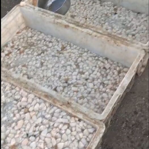 昌黎县海湾扇贝 秦皇岛手剖鲜贝柱大量批发详情面谈