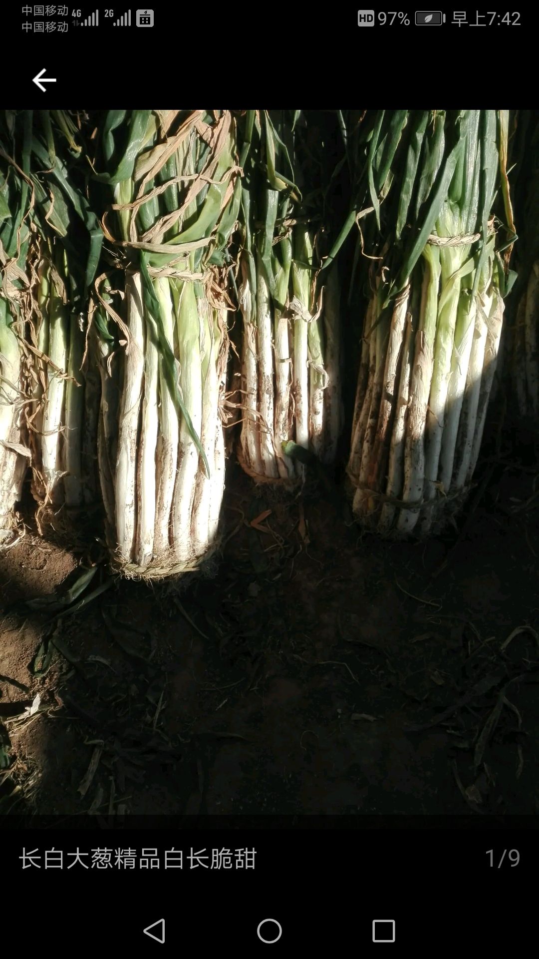 山东安丘供应优质长白大葱，社会葱及梧桐葱