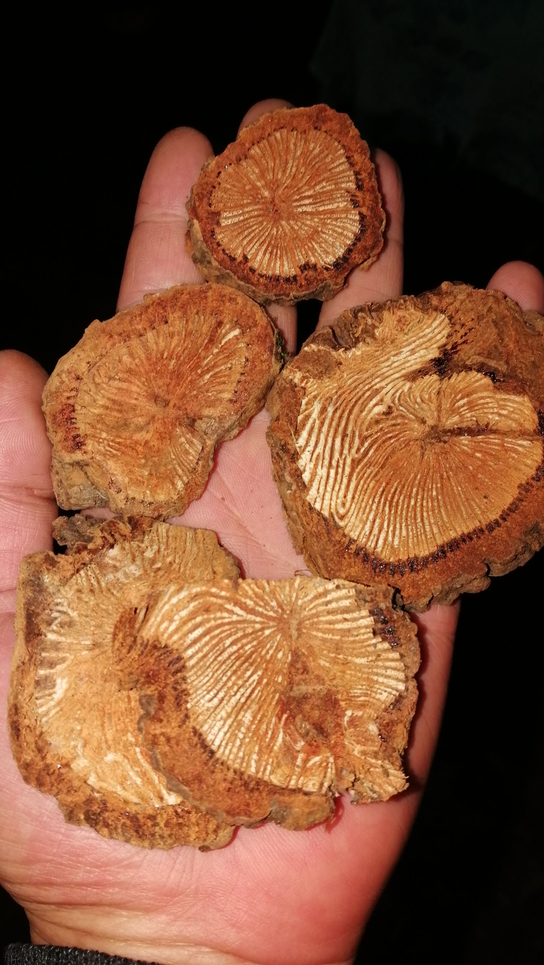 沅陵红藤【大血藤、赤藤】，原材，无硫/晒干，药典标准。