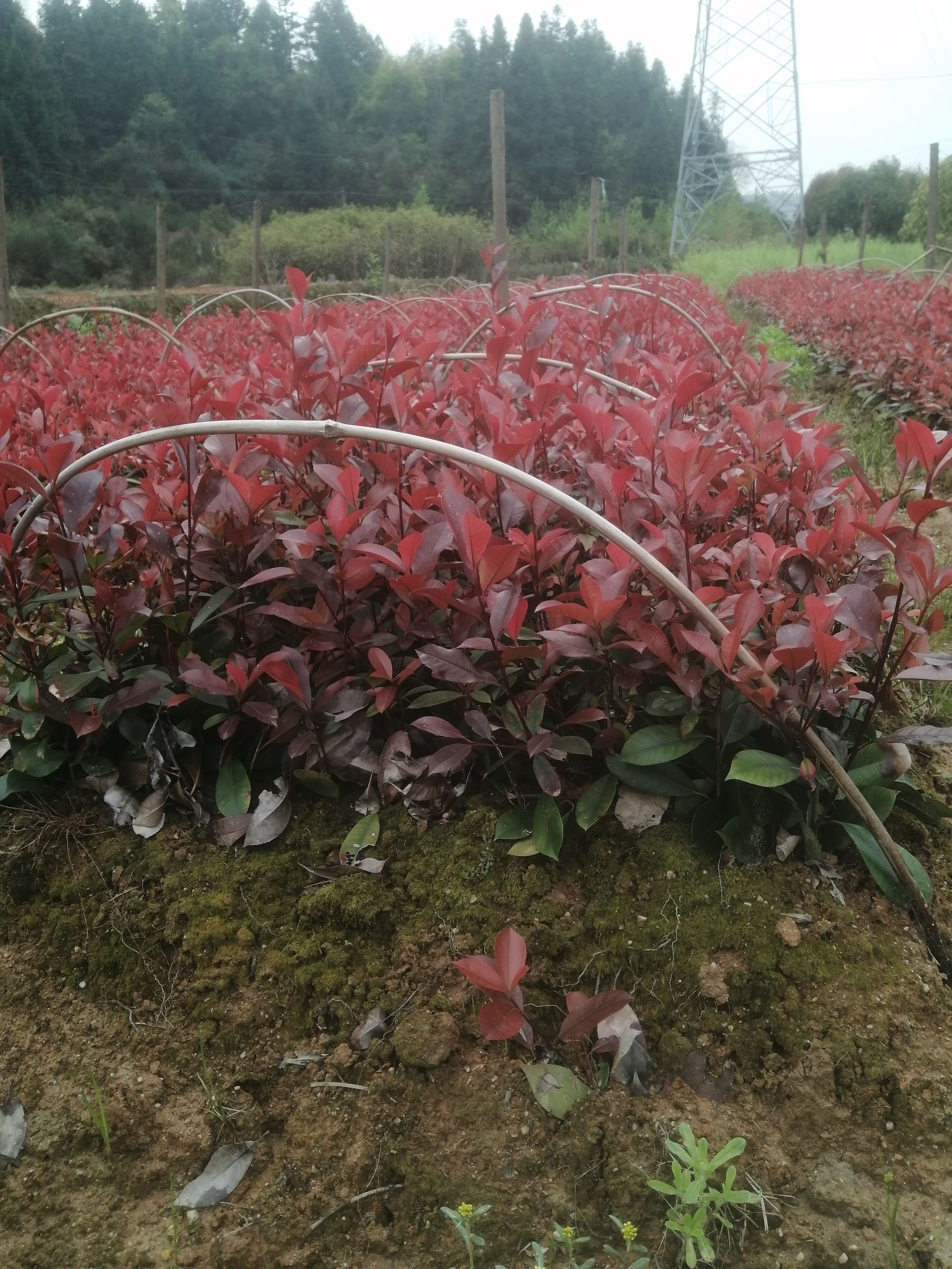 红叶石楠裸根苗，全国发货 ，红叶石楠杯苗，红叶石楠毛球
