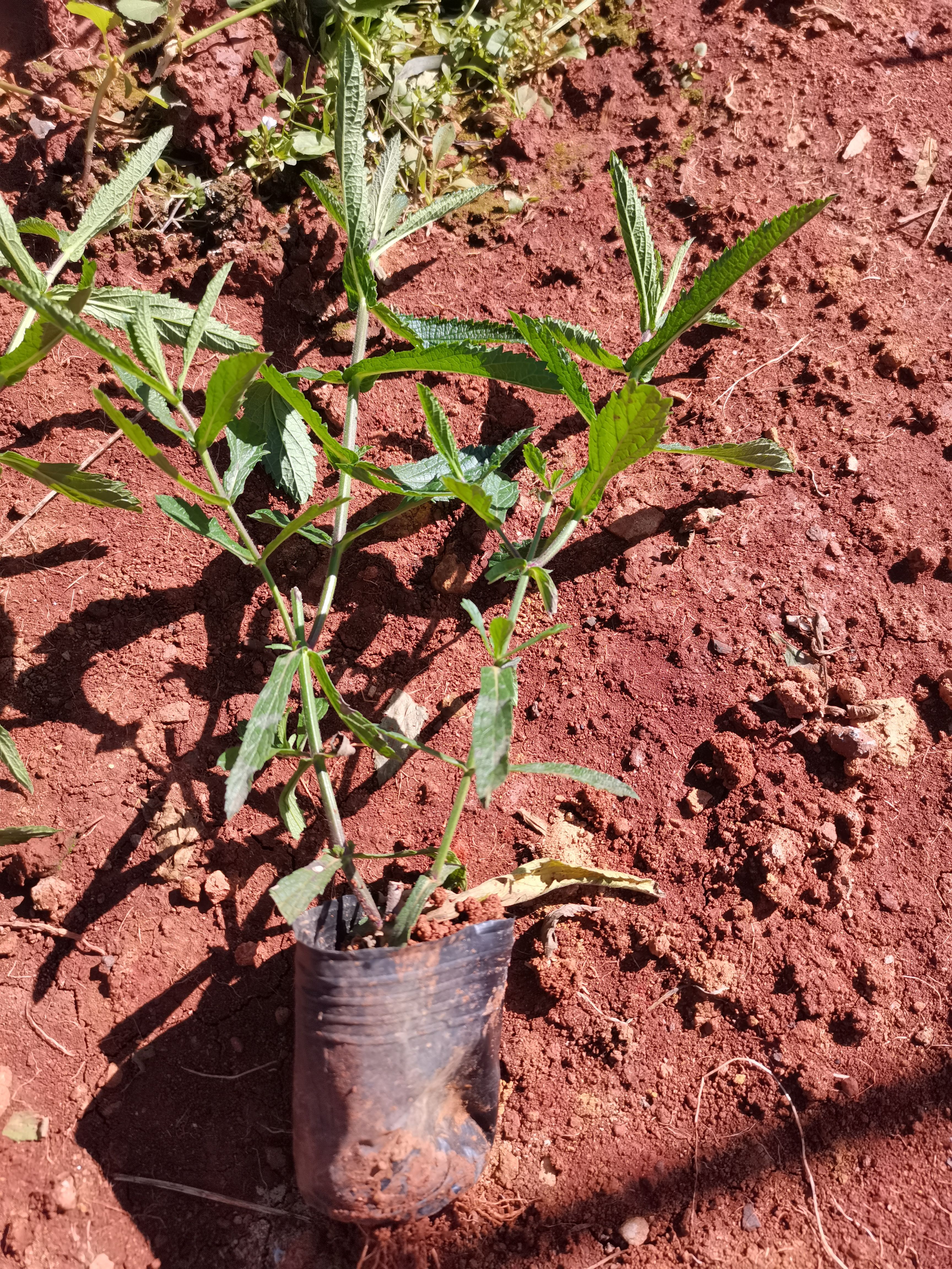 马鞭草种苗  马鞭草，云南昆明马鞭草种植园一手货源