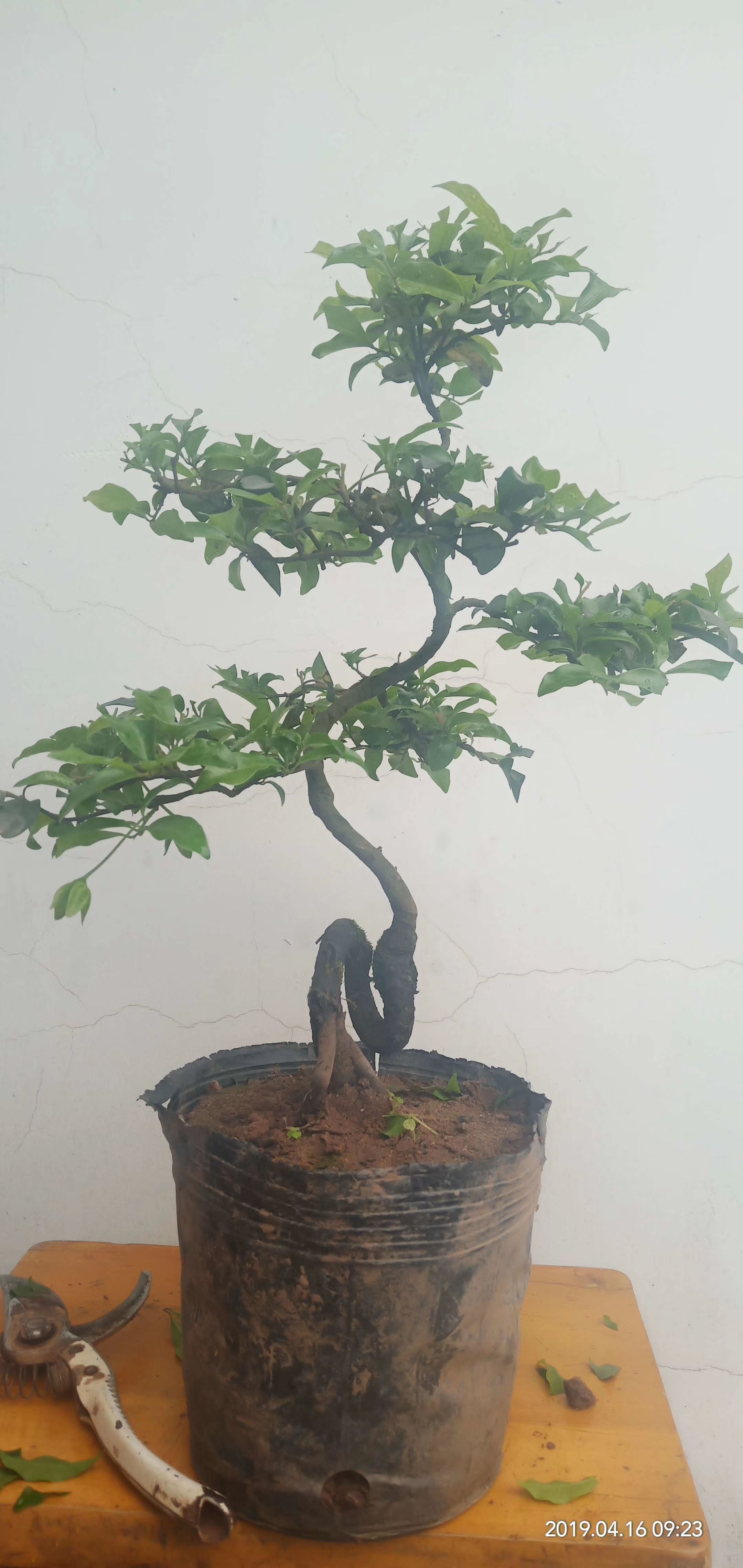 金弹子血红！根艺！小盆景！