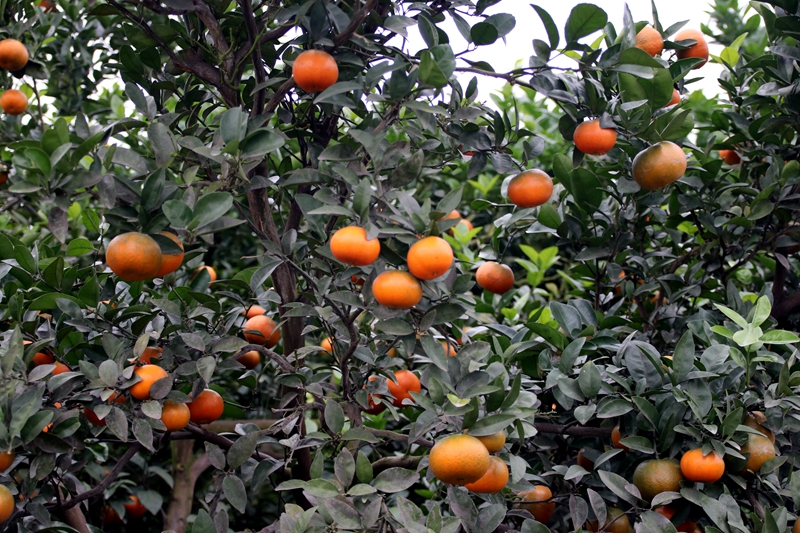  大量默科特柑橘预售订货