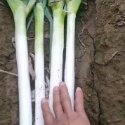 铁杆大葱  大葱刚葱铁杆有要的联系我