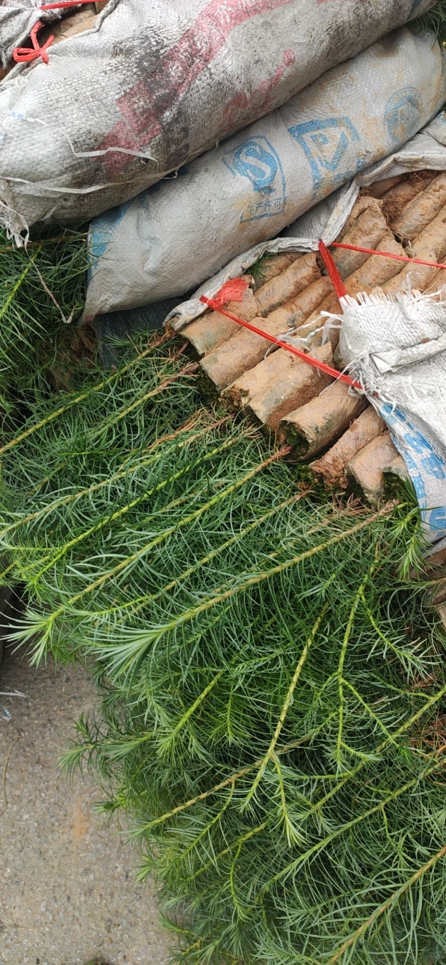 杉木树苗 杉木苗