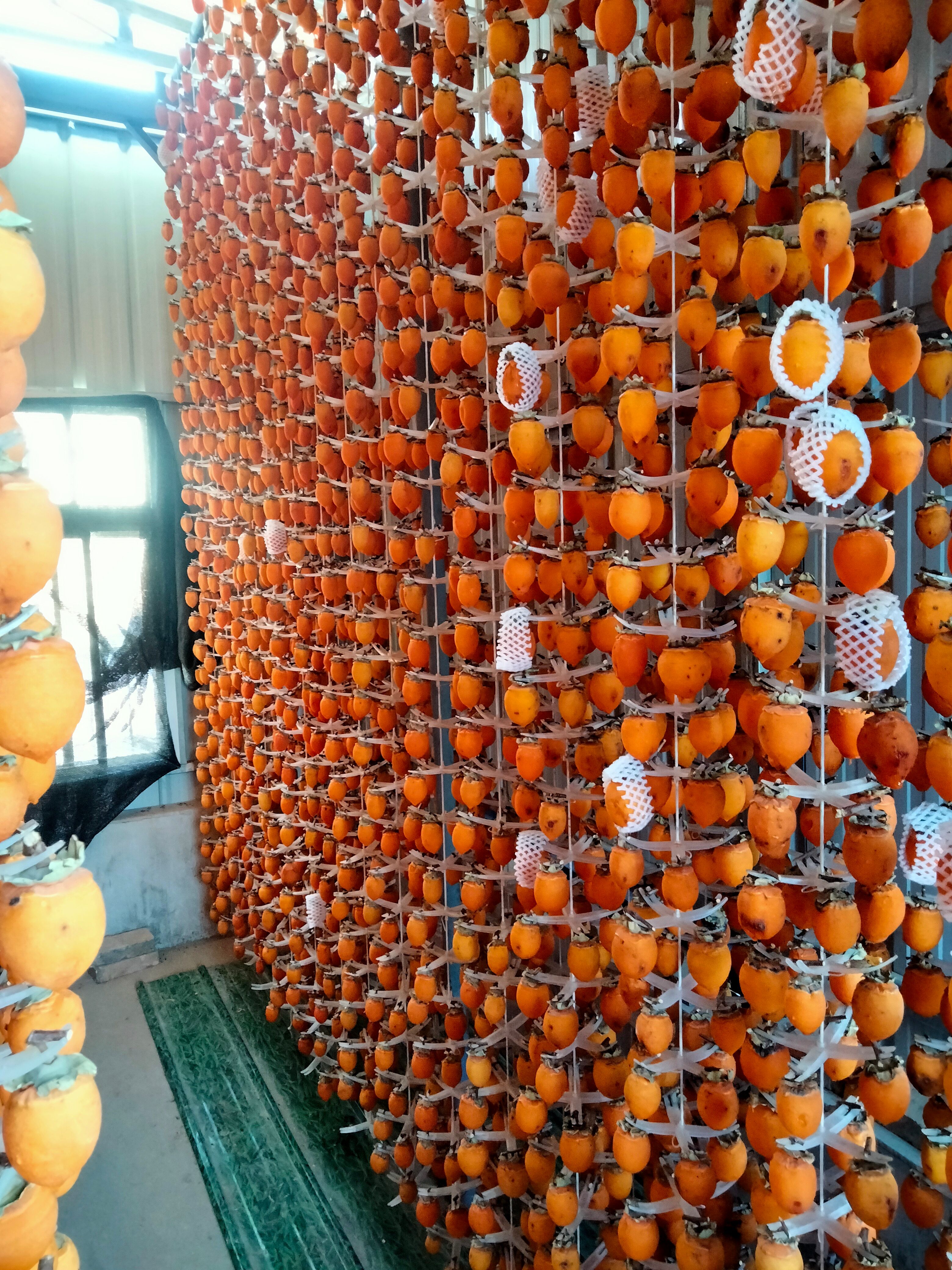 柿饼 陕西省渭南市富平县 3-6个月 2021-11-21 - 2021-11-21